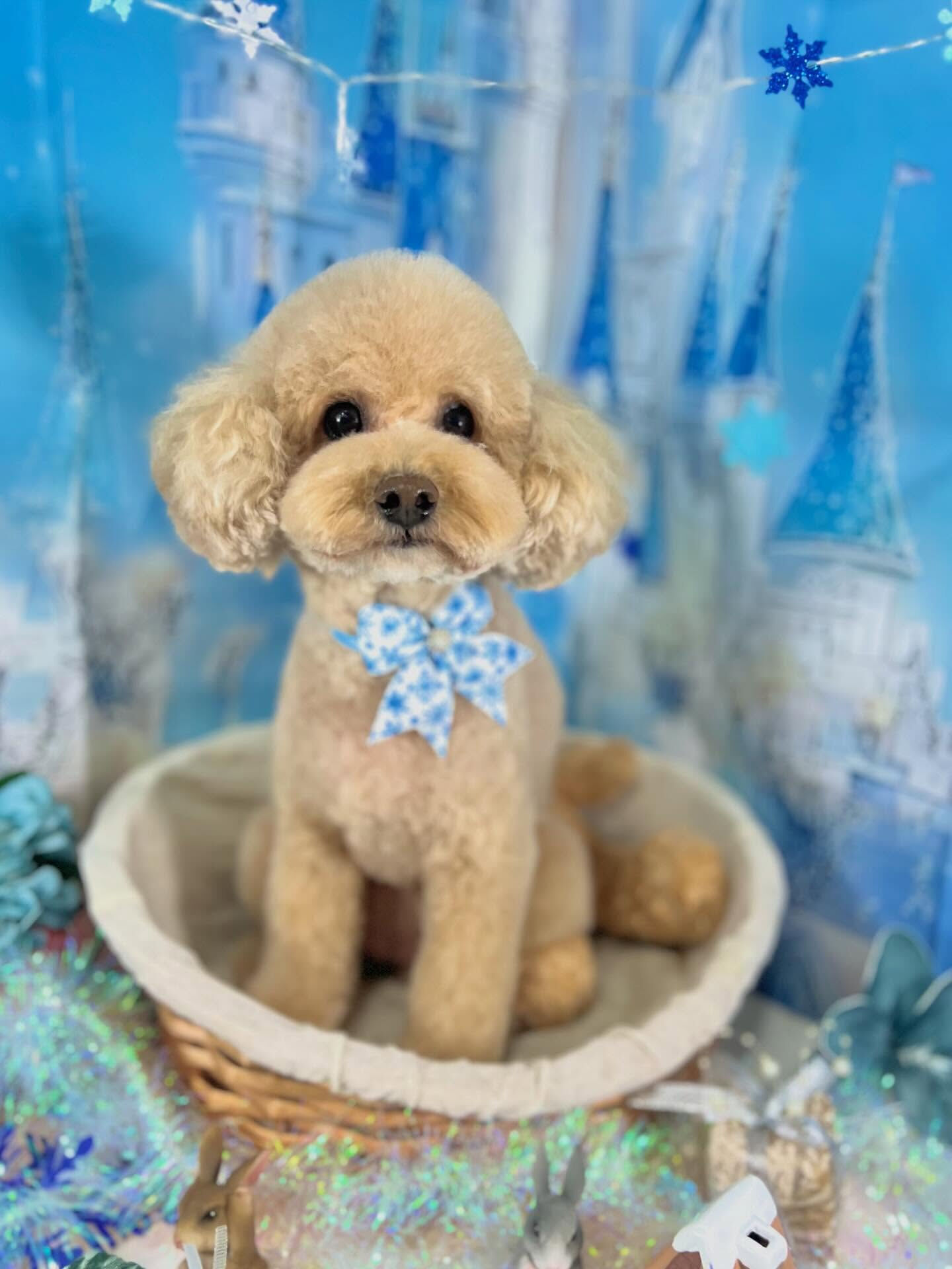 来店いただいたティニーちゃんです🐶✨