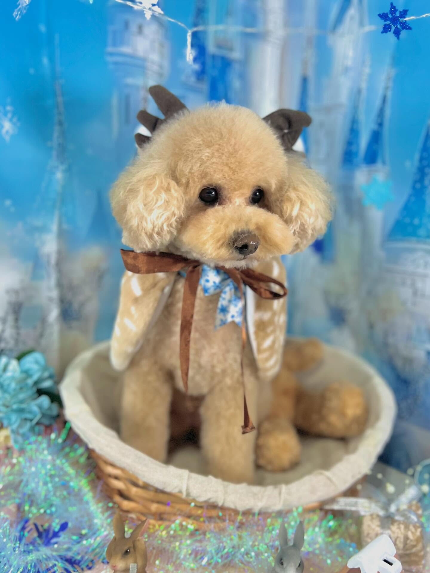 来店いただいたティニーちゃんです🐶✨