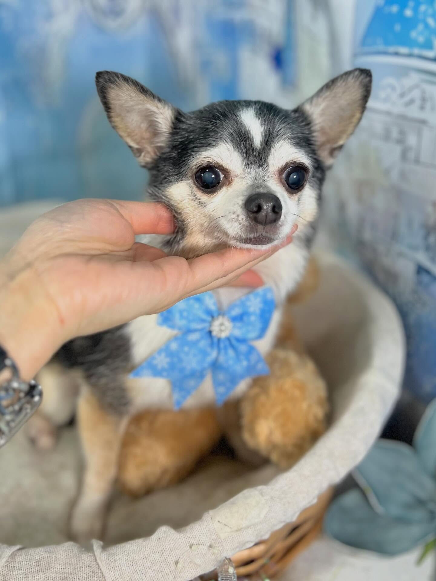 来店いただいたアンジュちゃんです🐶✨