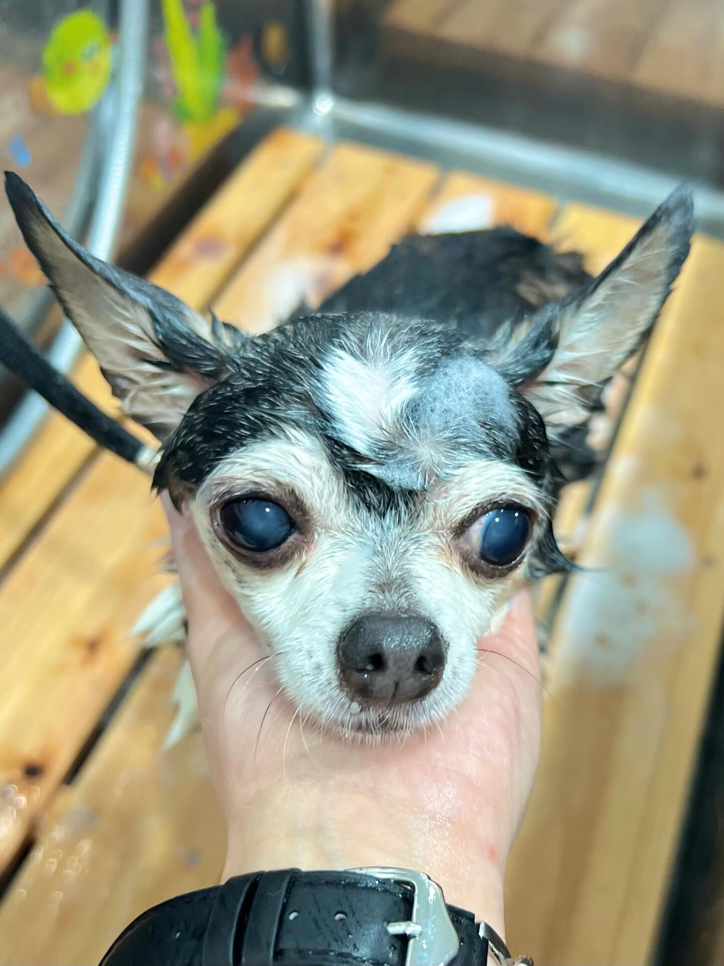 来店いただいたアンジュちゃんです🐶✨