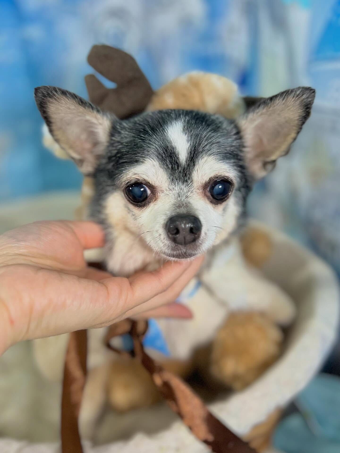 来店いただいたアンジュちゃんです🐶✨