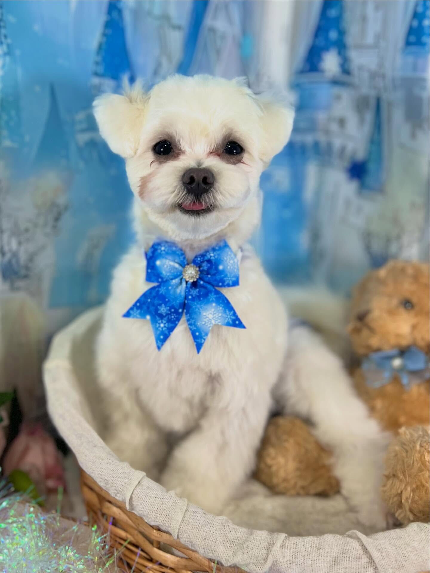 来店いただいたラテくんです🐶✨