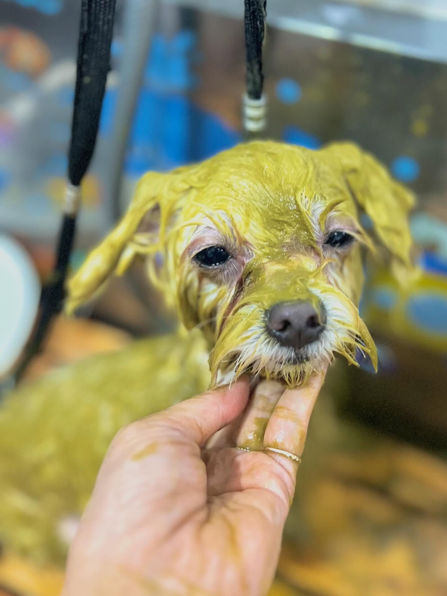 来店いただいたラテくんです🐶✨