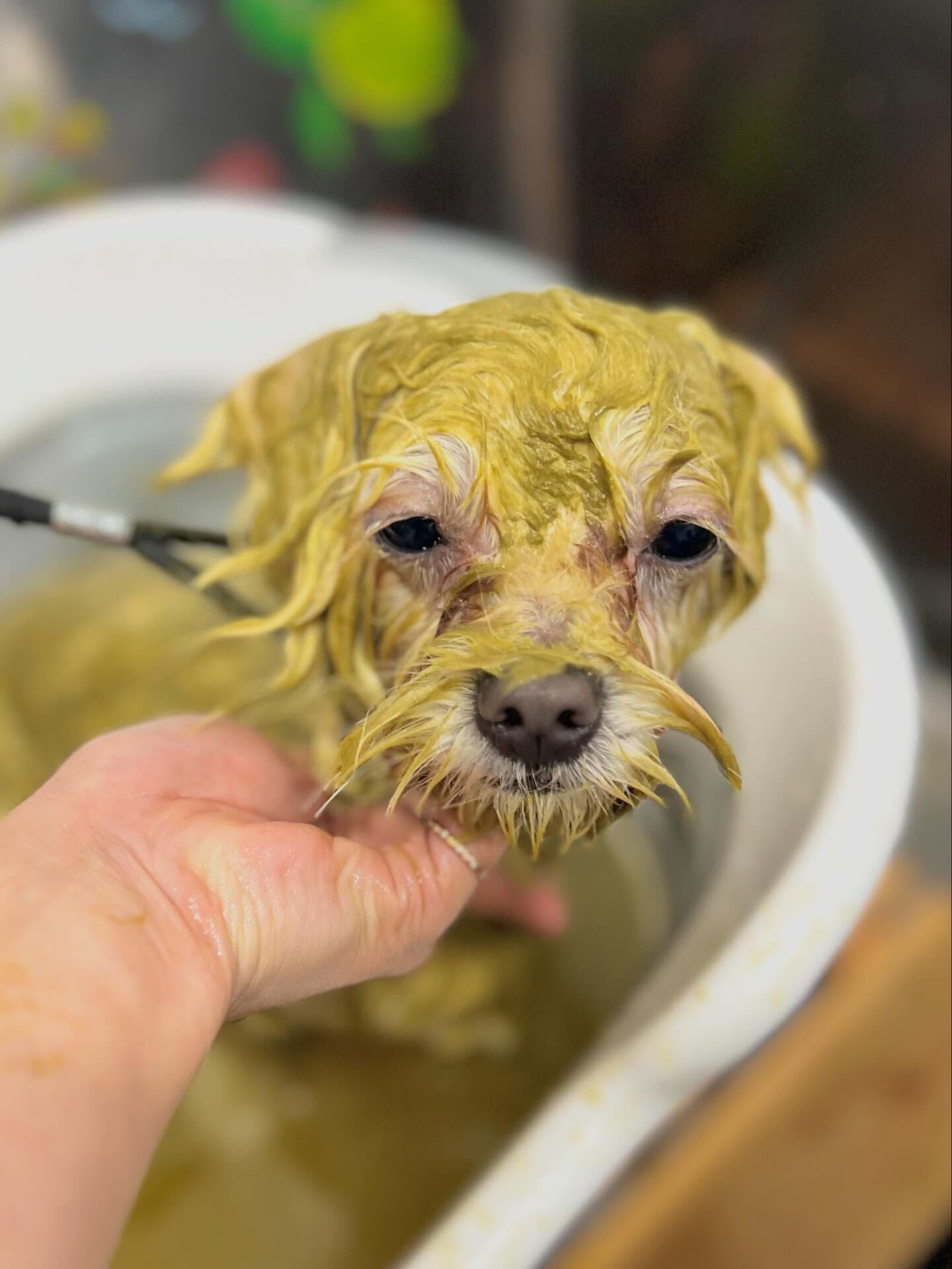 来店いただいたラテくんです🐶✨