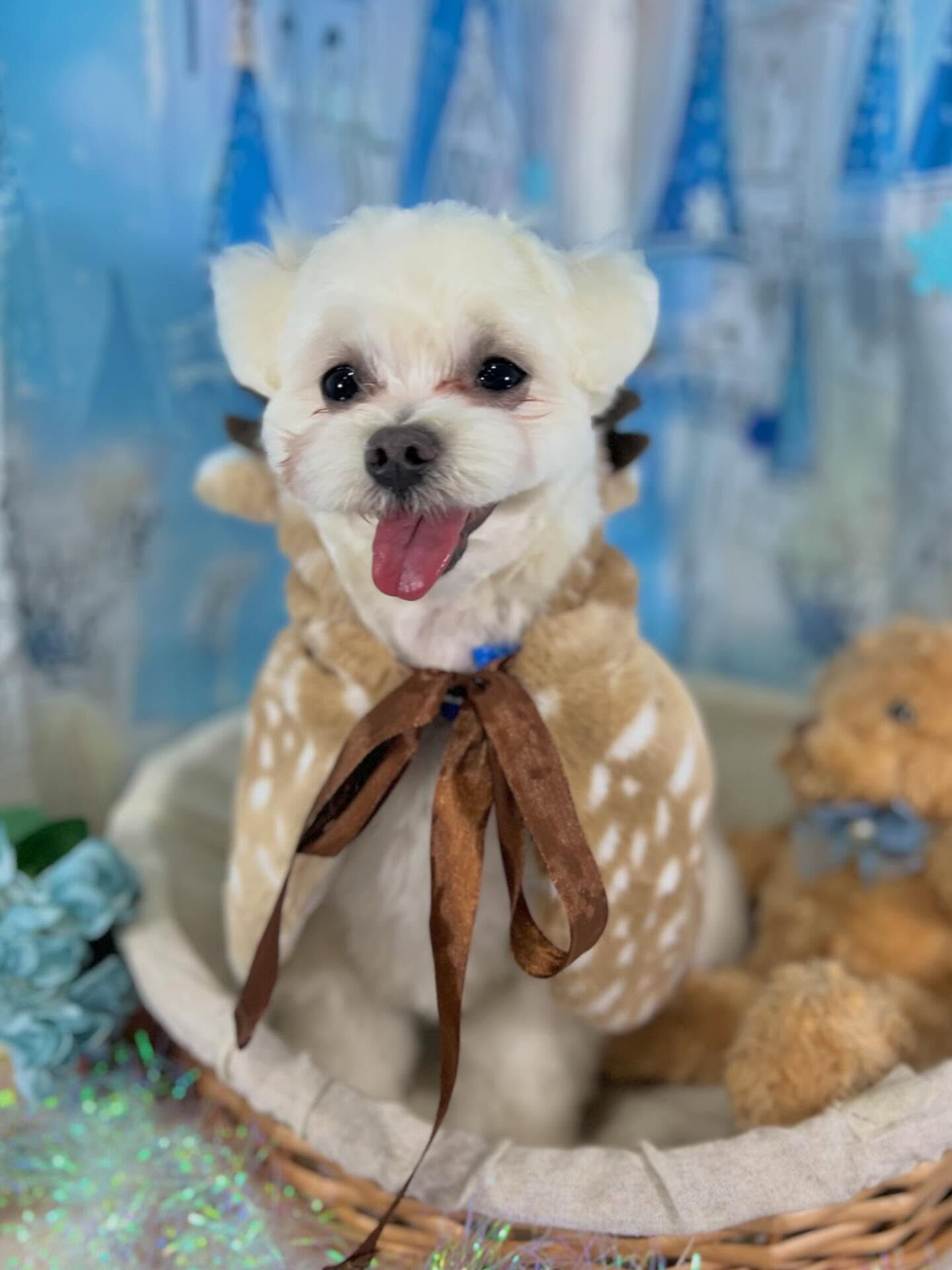 来店いただいたラテくんです🐶✨