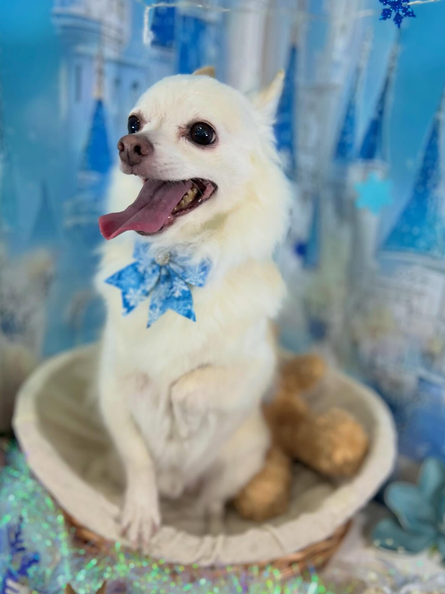 来店いただいた桃次郎くんです🐶✨