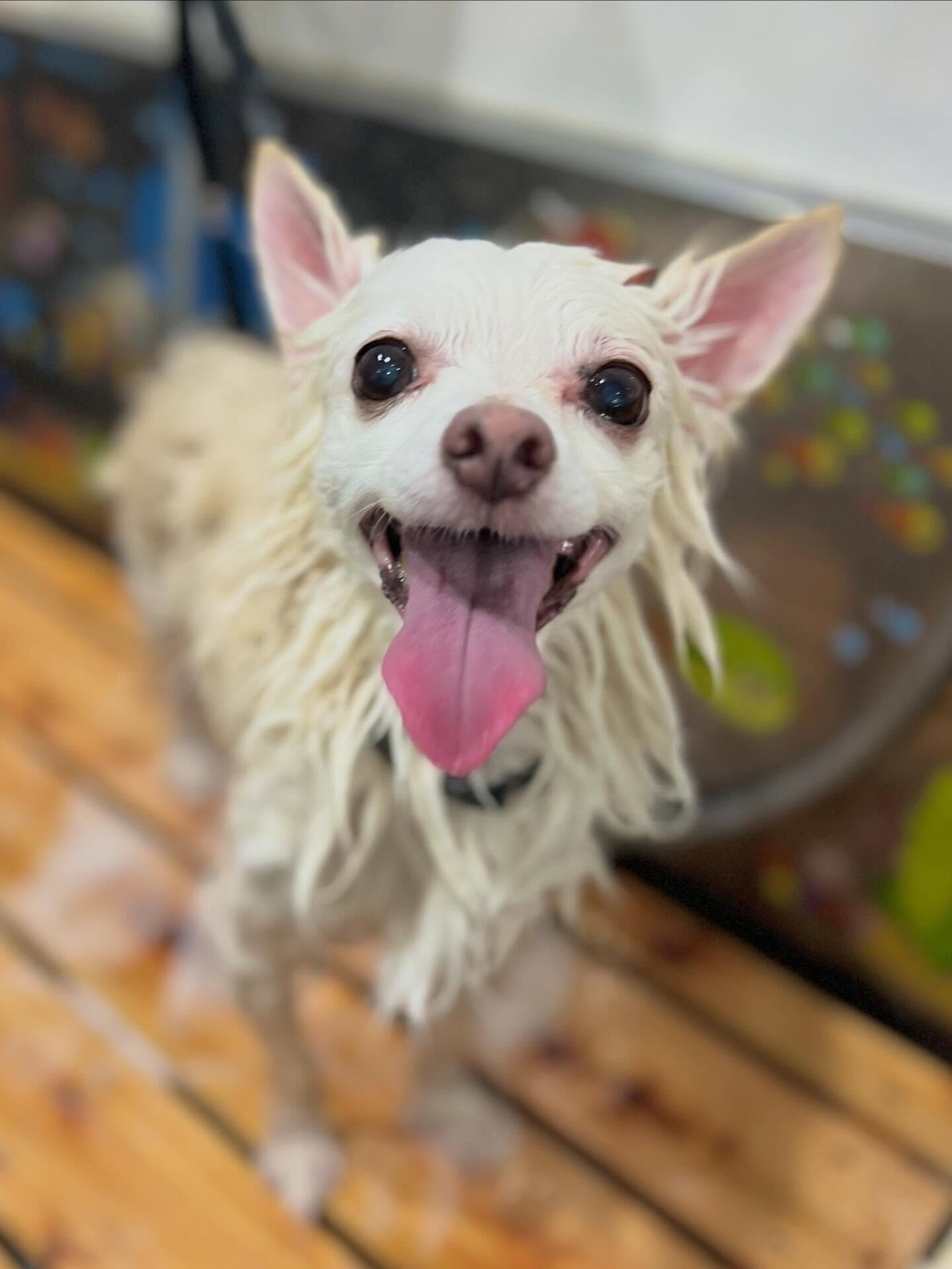 来店いただいた桃次郎くんです🐶✨