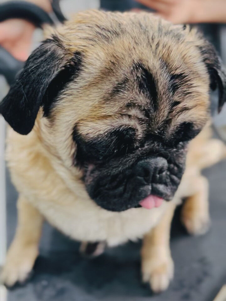 来店いただいたブッチャーくんです🐶✨
