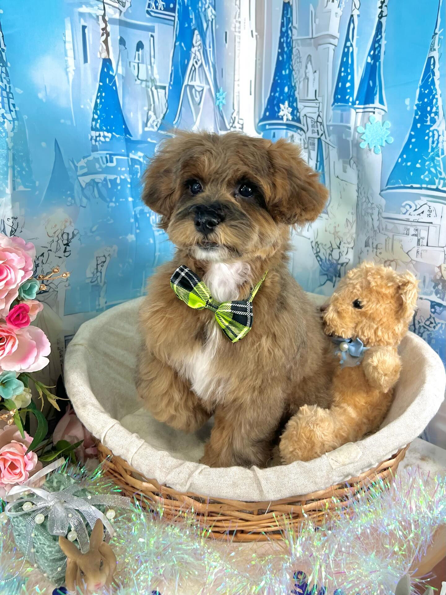 来店いただいた、はなちゃんです🐶✨