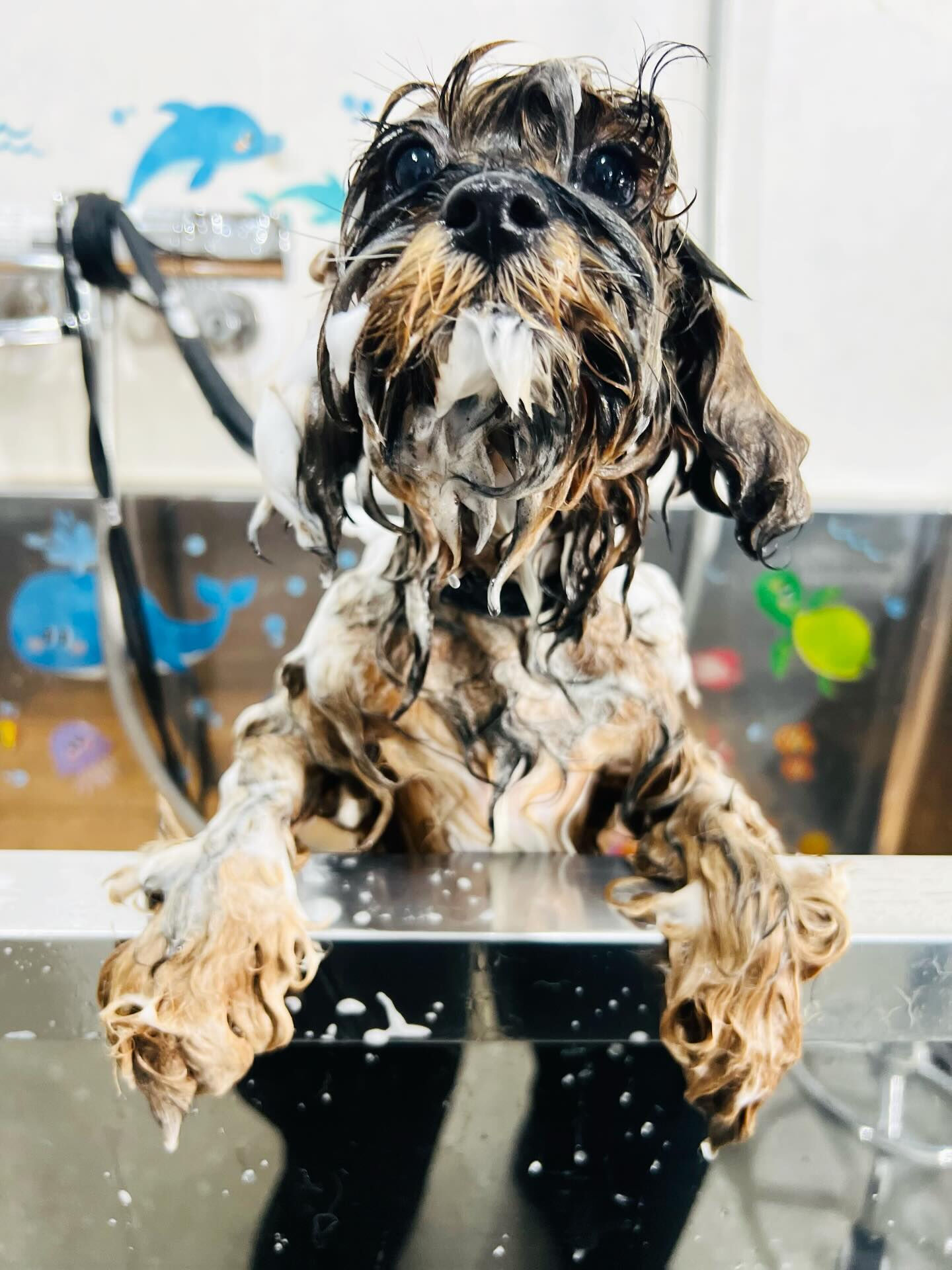 来店いただいた、はなちゃんです🐶✨