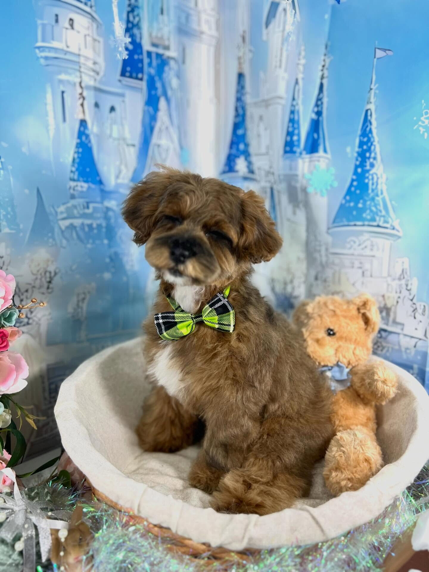 来店いただいた、はなちゃんです🐶✨