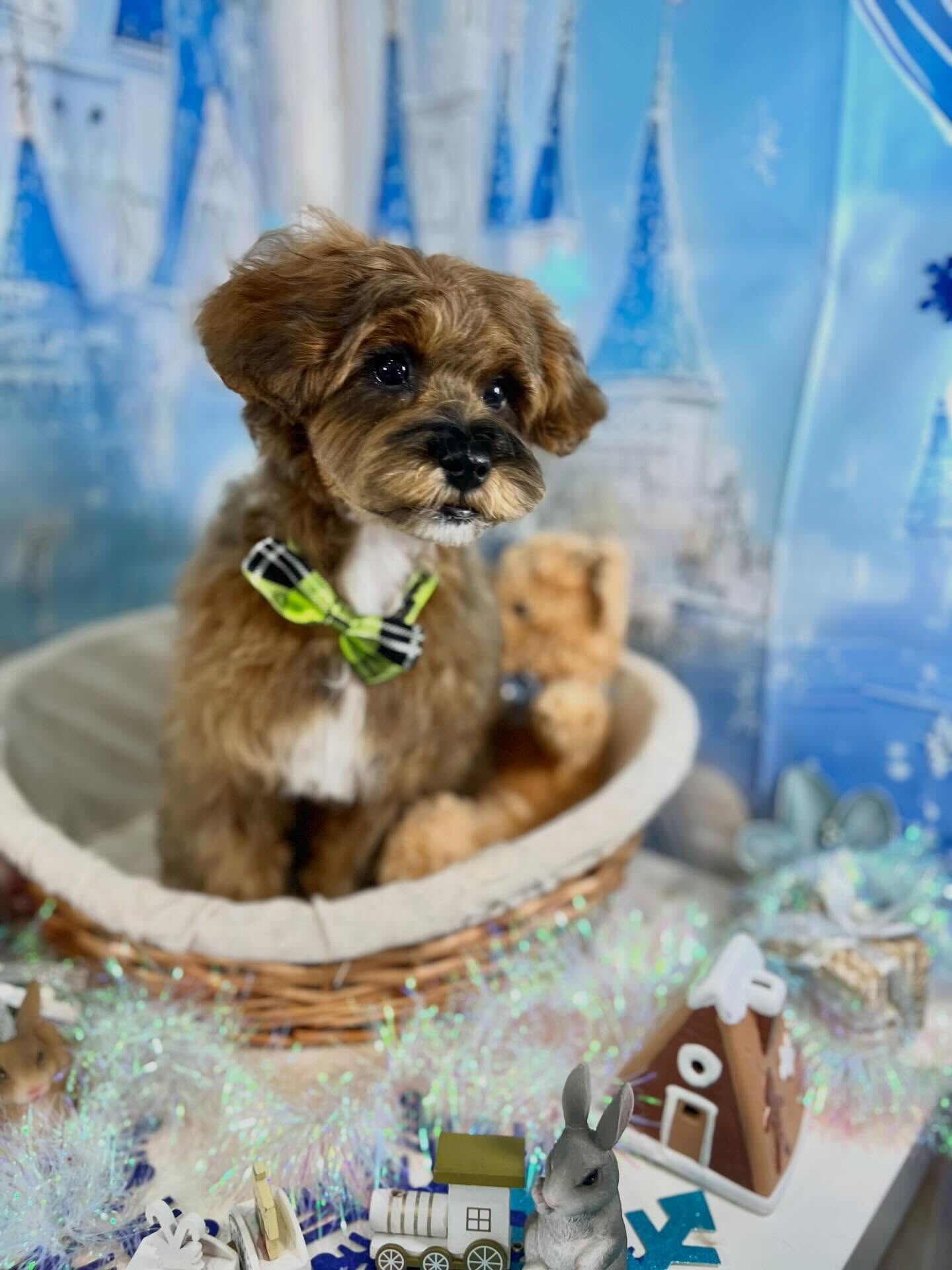 来店いただいた、はなちゃんです🐶✨