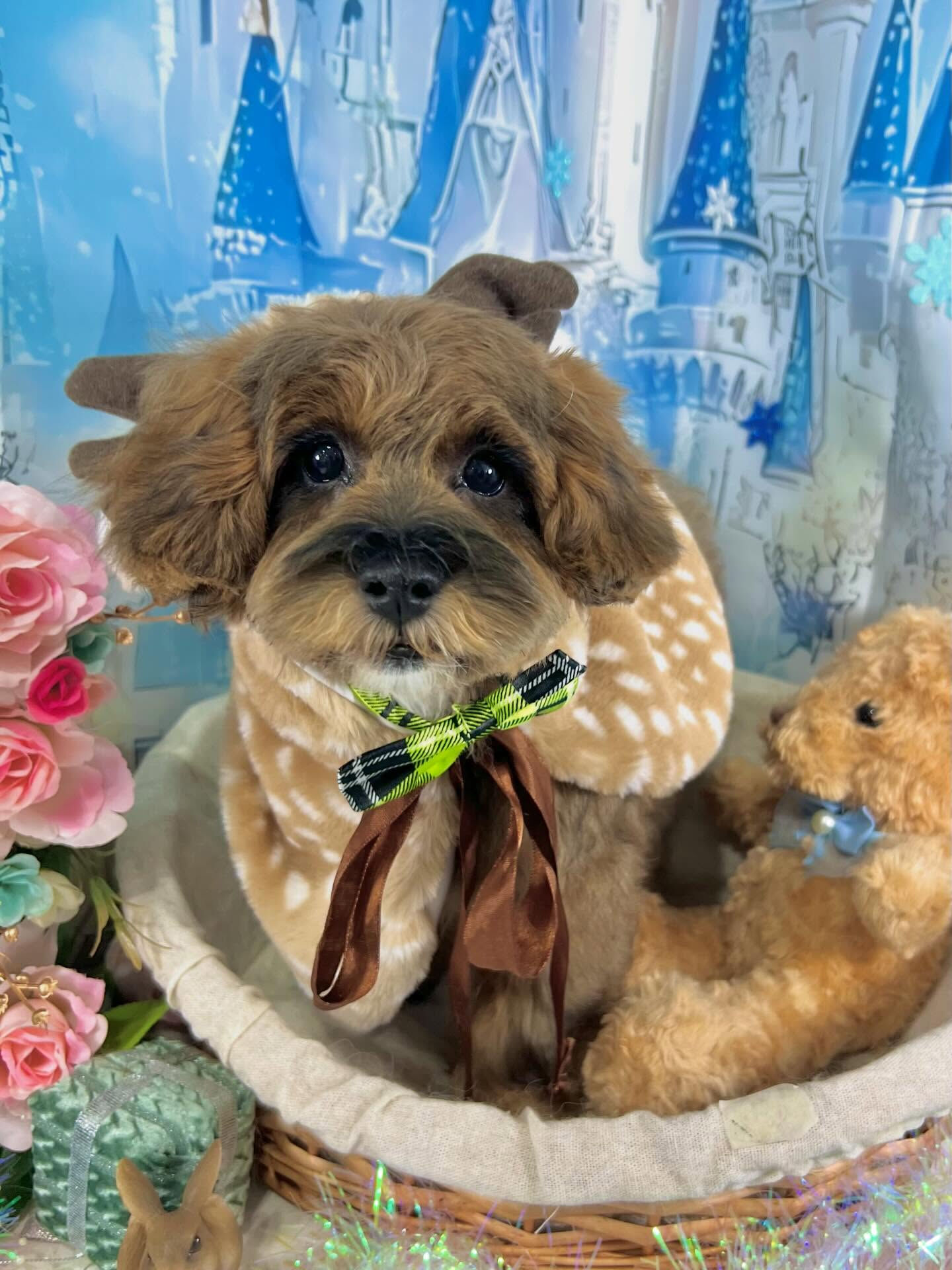 来店いただいた、はなちゃんです🐶✨