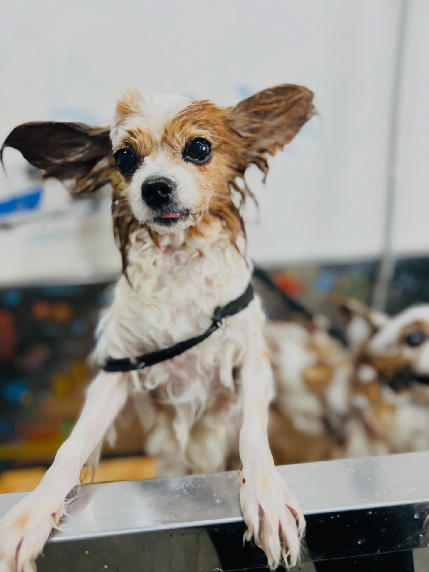 来店いただいたシャイくんです🐶✨