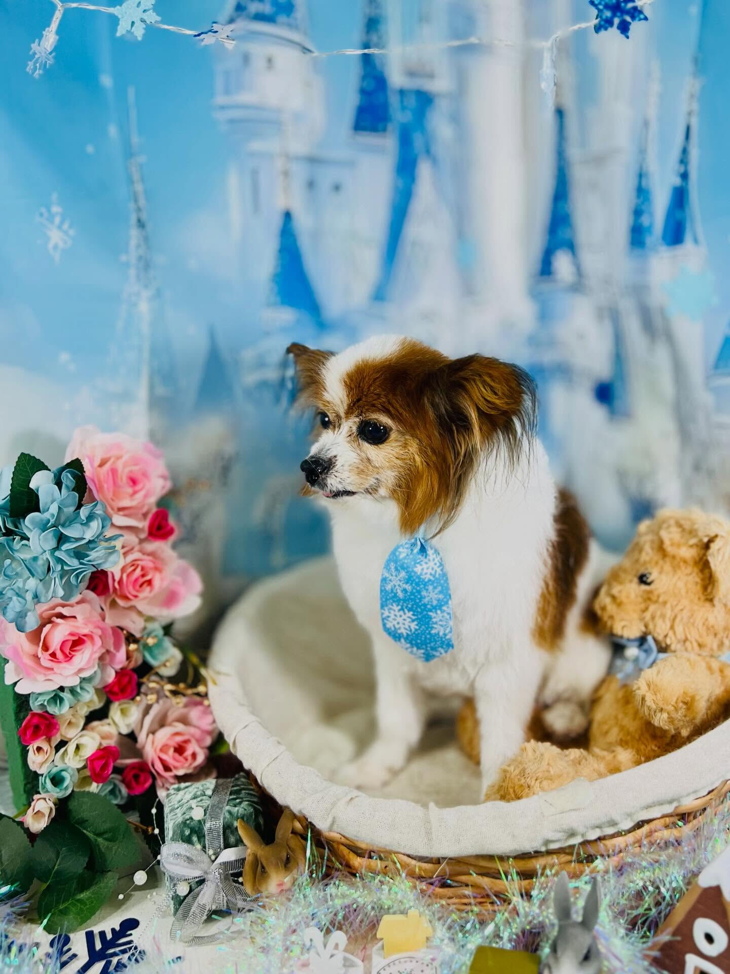 来店いただいたシャイくんです🐶✨