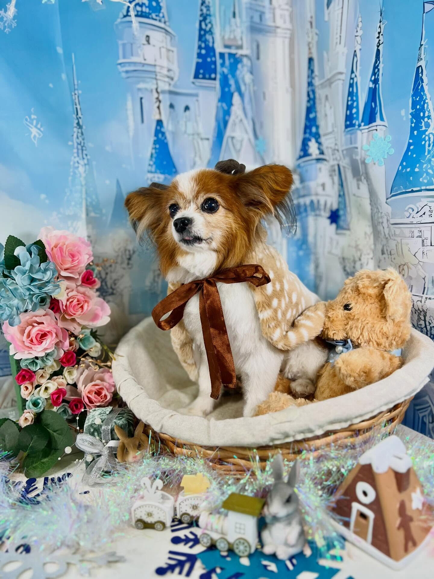 来店いただいたシャイくんです🐶✨