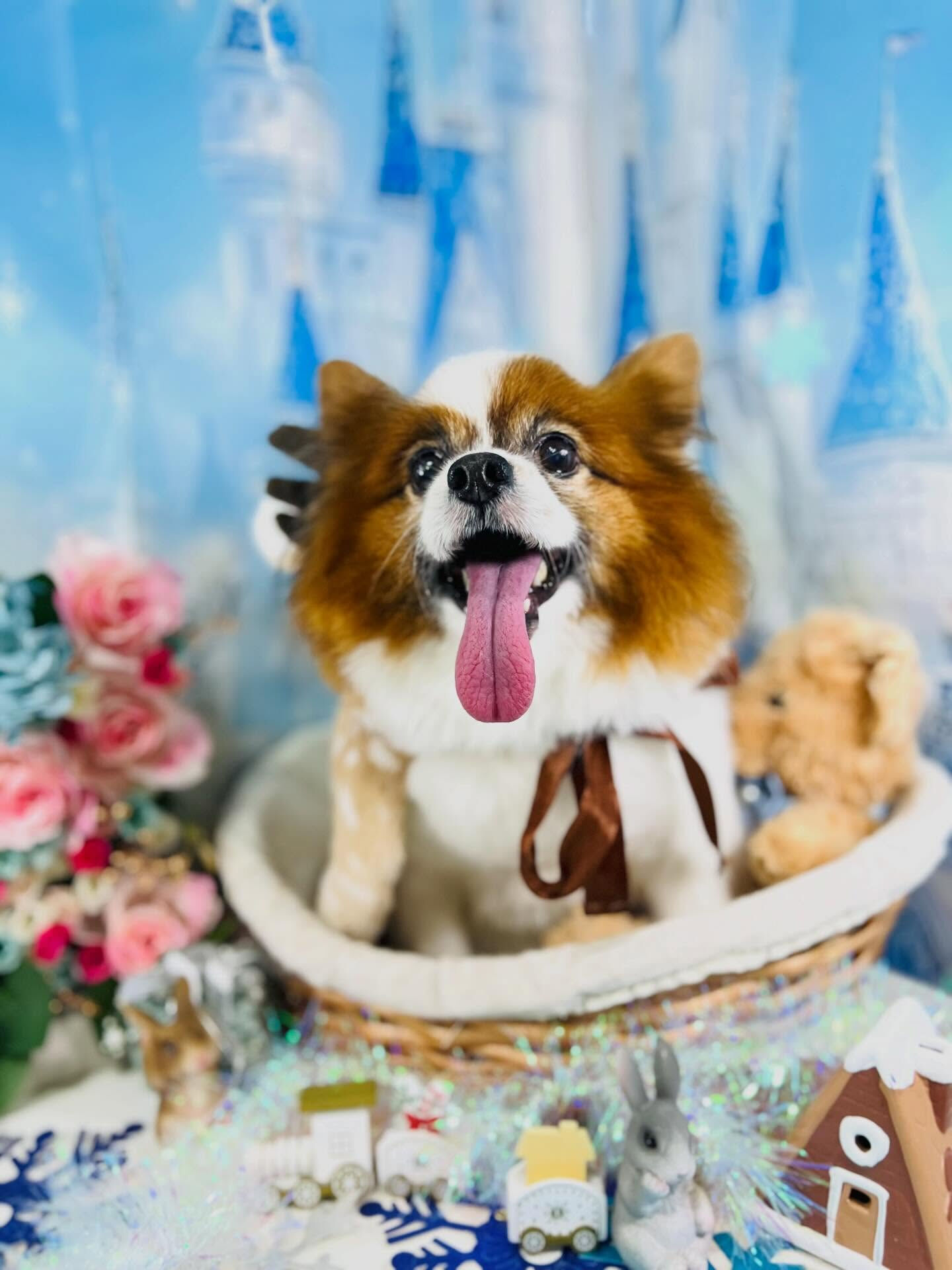 来店いただいたピュアくんです🐶✨