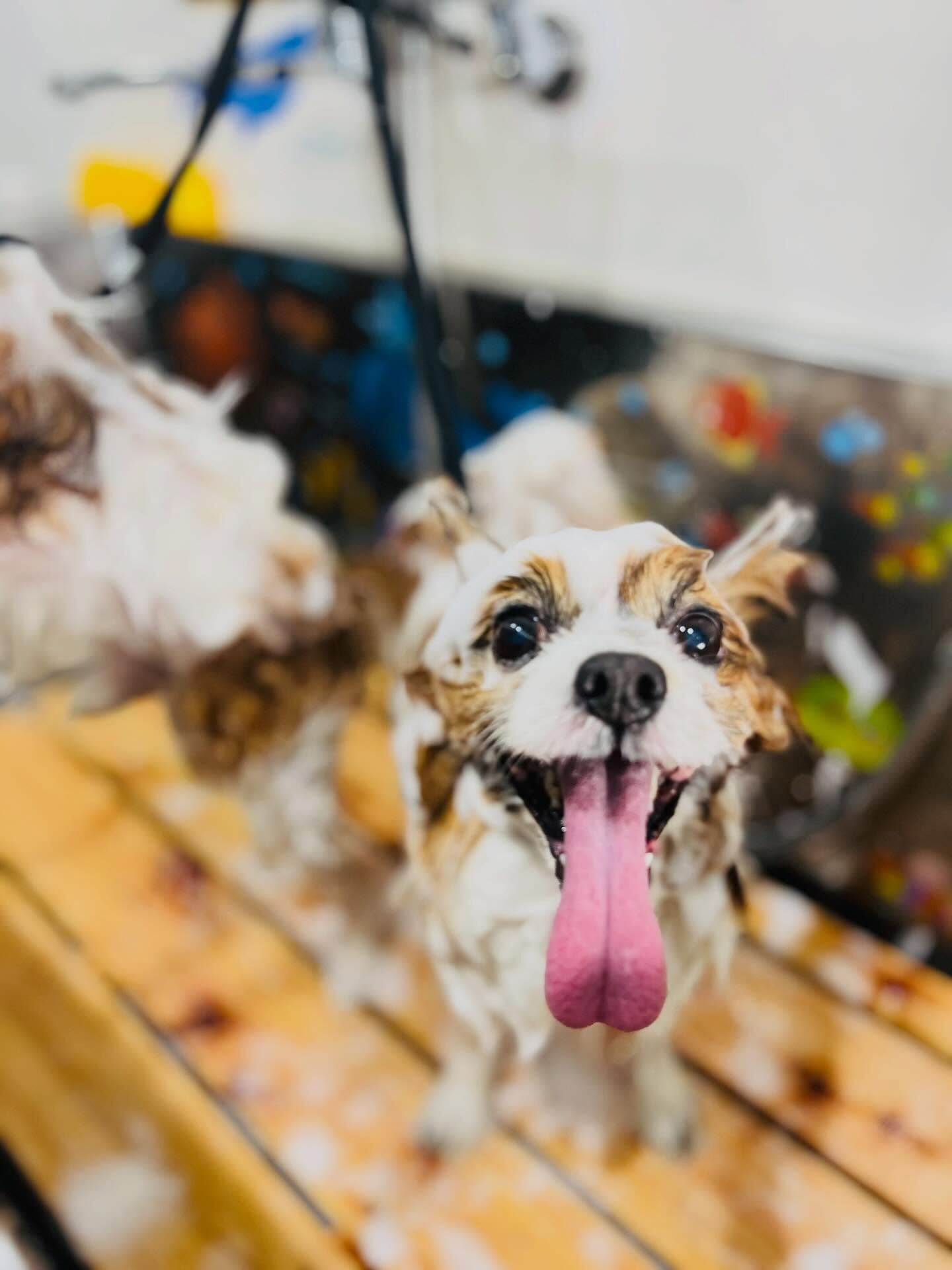 来店いただいたピュアくんです🐶✨