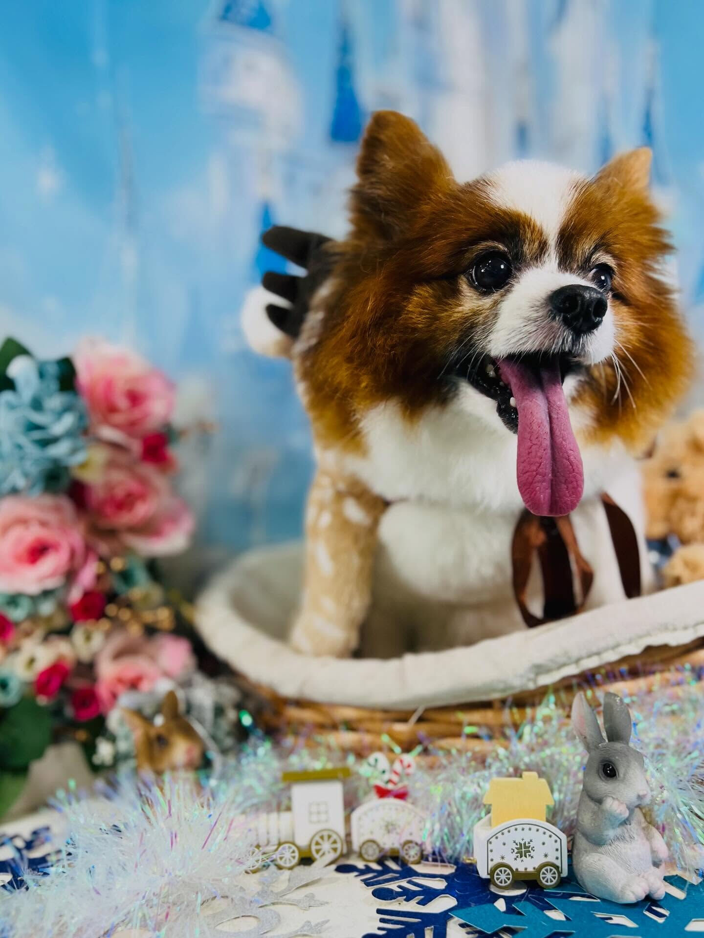 来店いただいたピュアくんです🐶✨