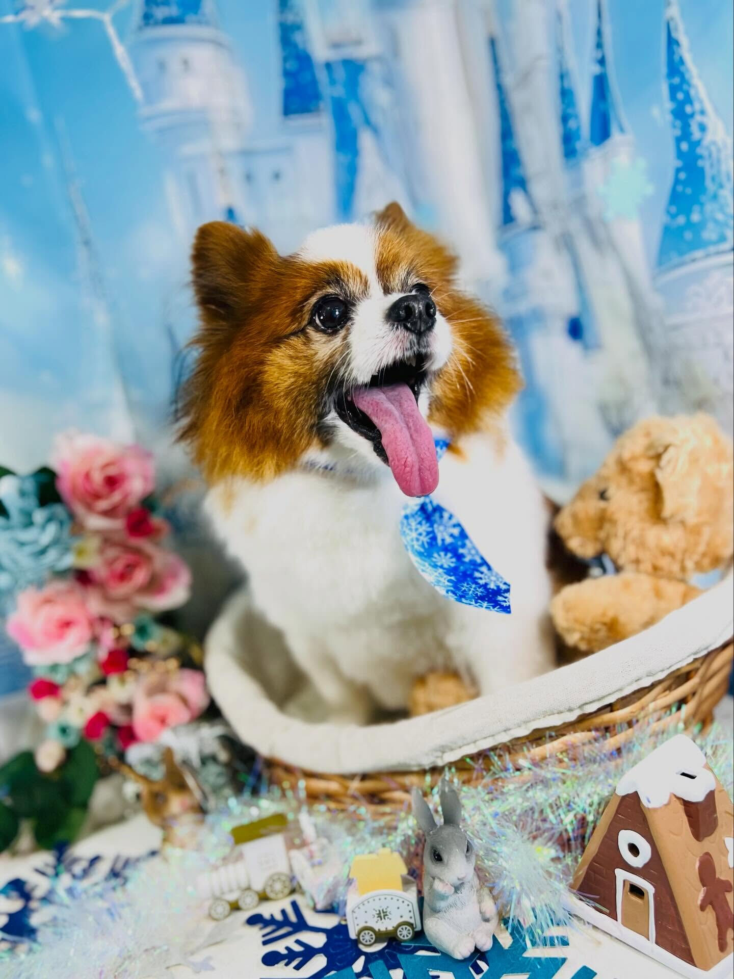 来店いただいたピュアくんです🐶✨