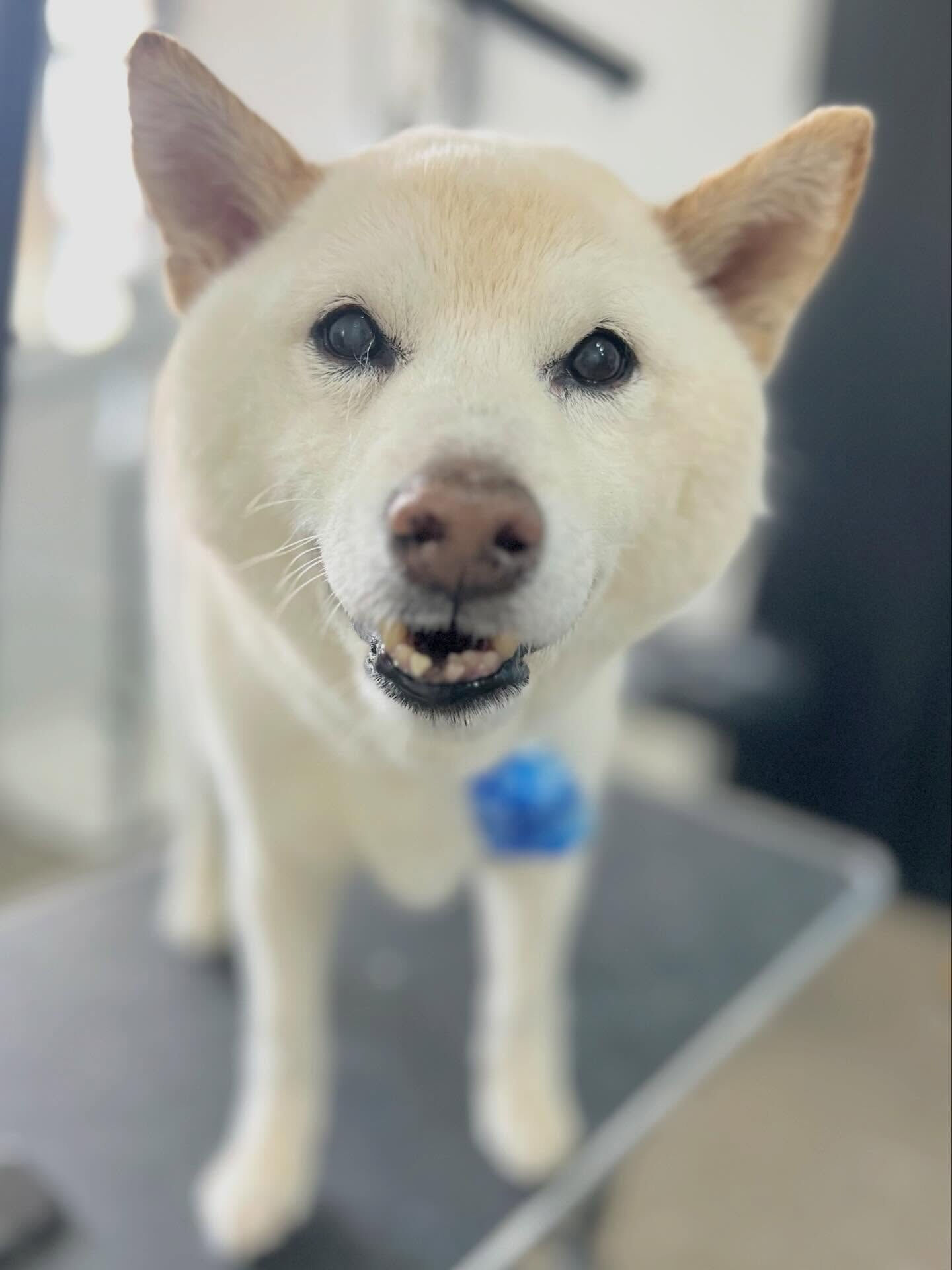 来店いただいたミントくんです🐶✨