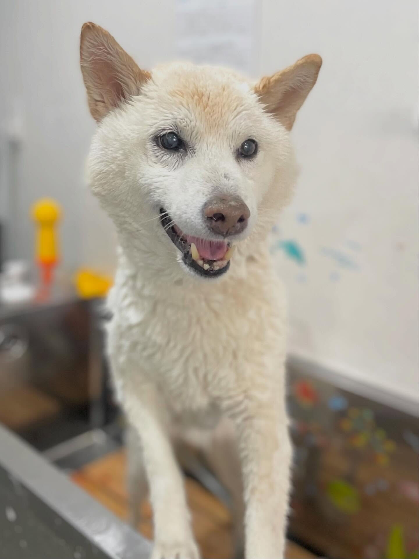 来店いただいたミントくんです🐶✨