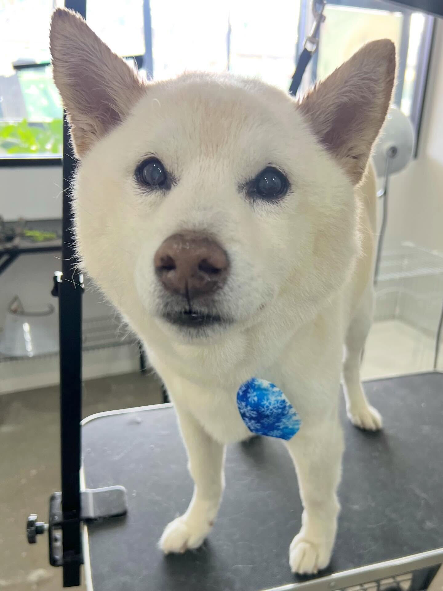 来店いただいたミントくんです🐶✨