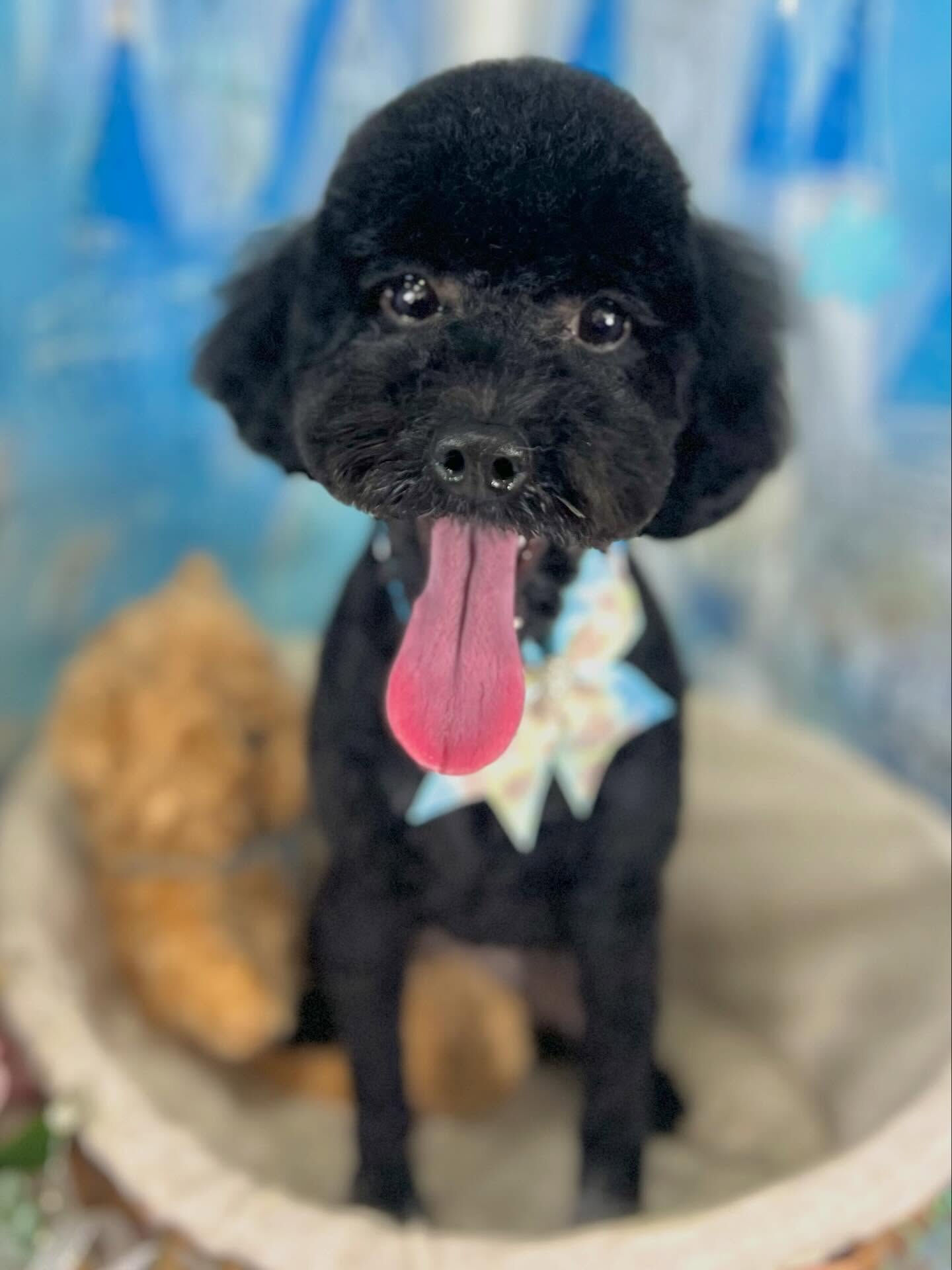 来店いただいたルルちゃんです🐶✨