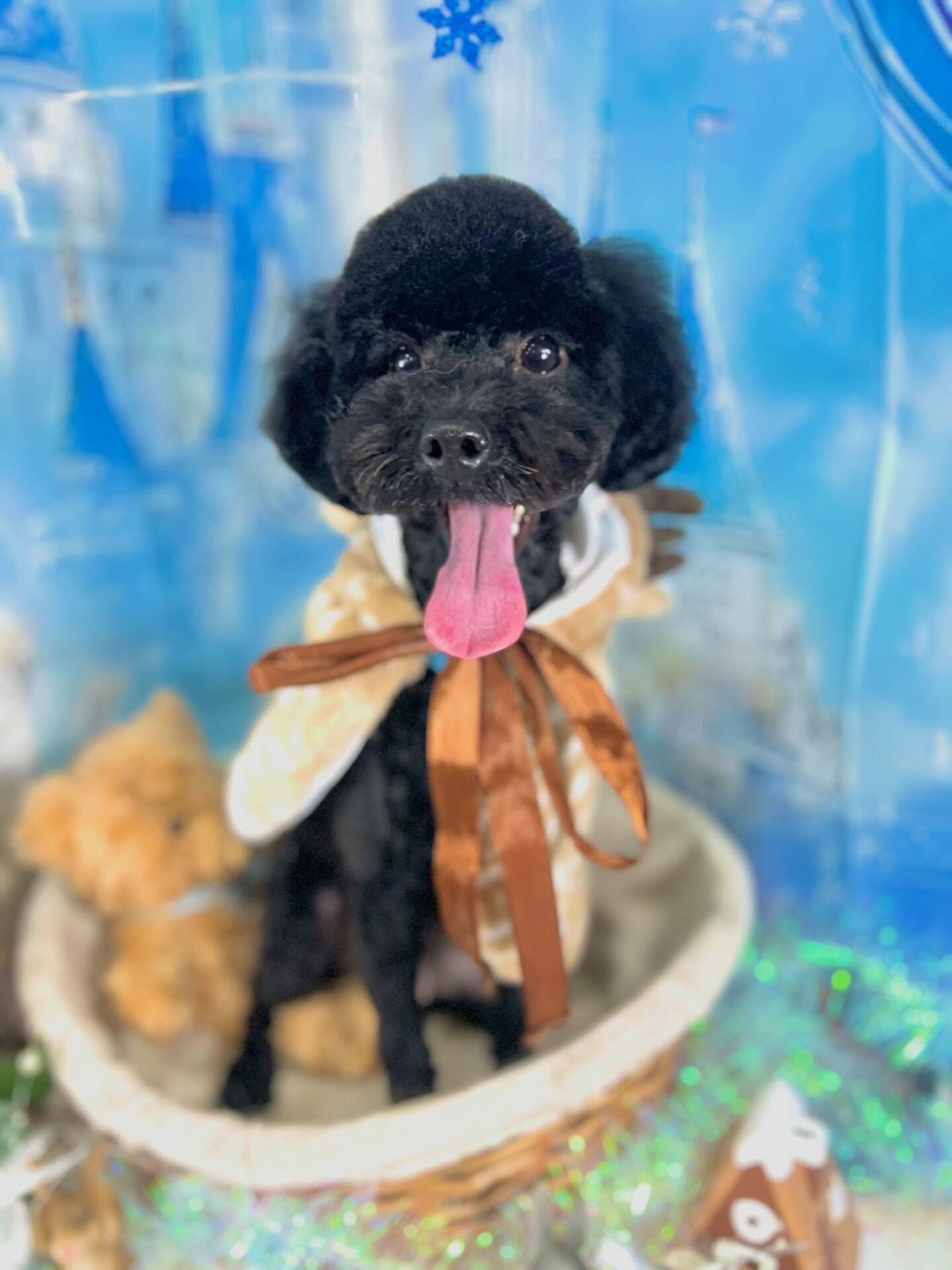来店いただいたルルちゃんです🐶✨