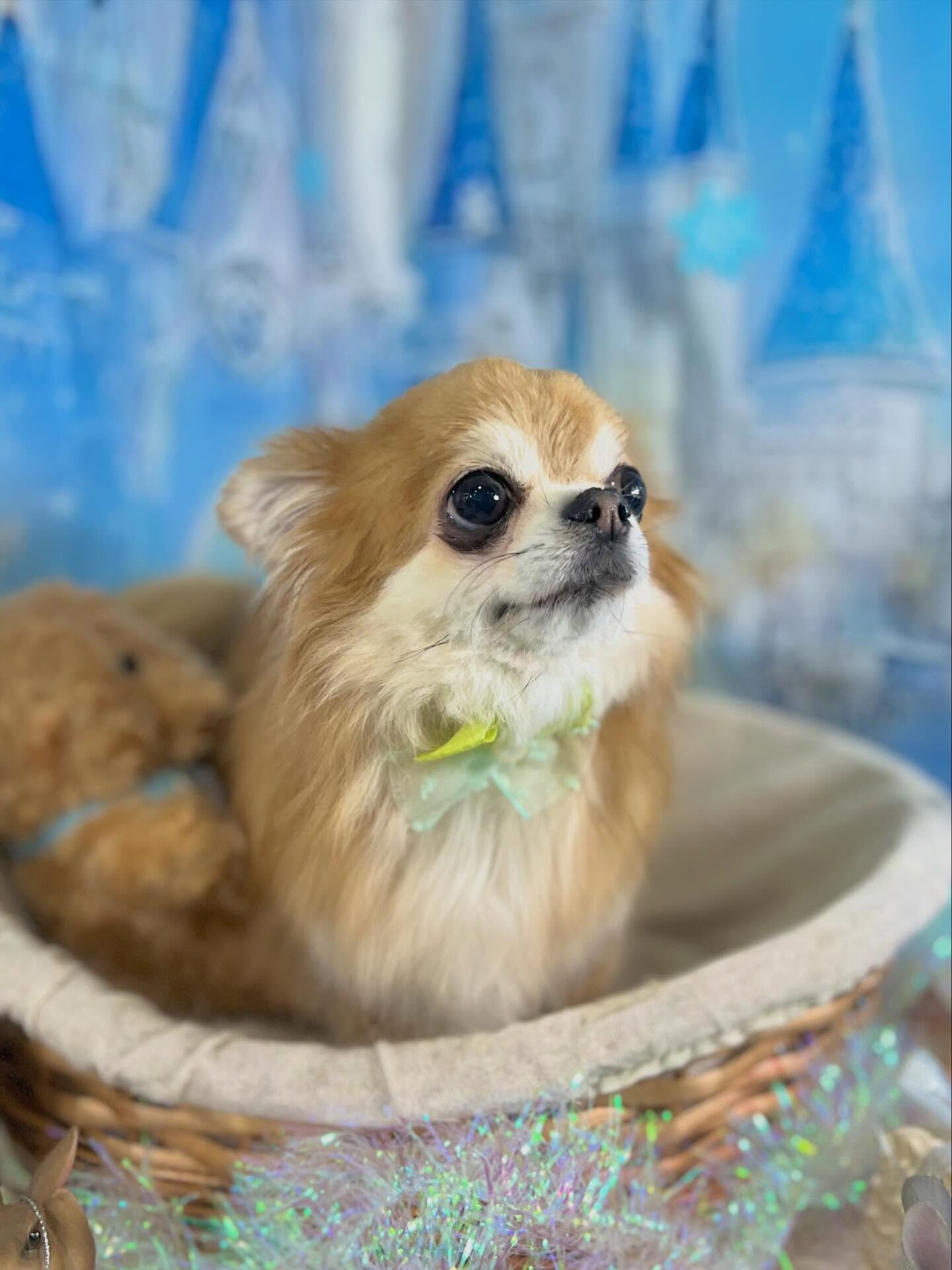 来店いただいたうににちゃんです🐶✨