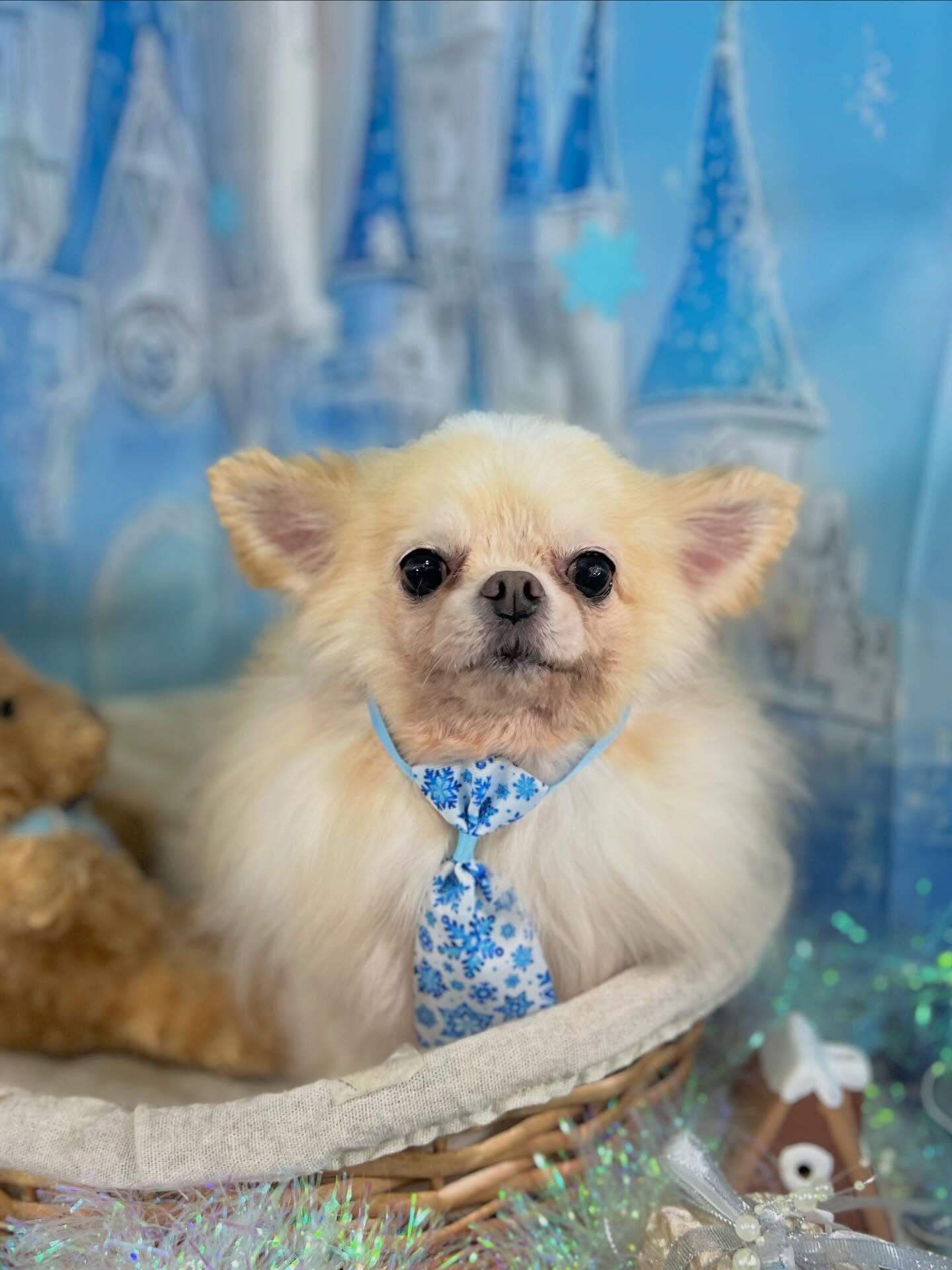 来店いただいたおもちくんです🐶✨