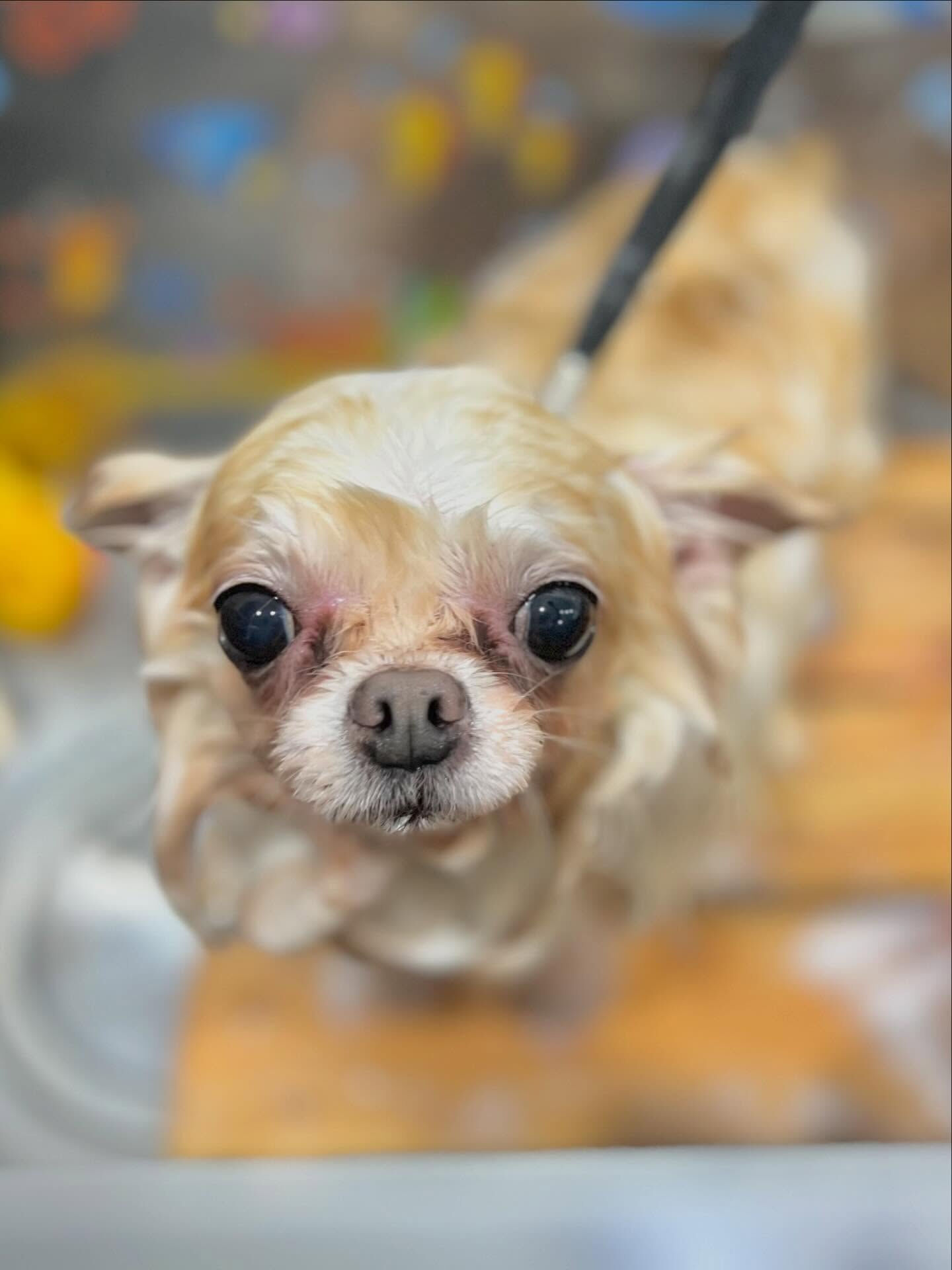 来店いただいたおもちくんです🐶✨
