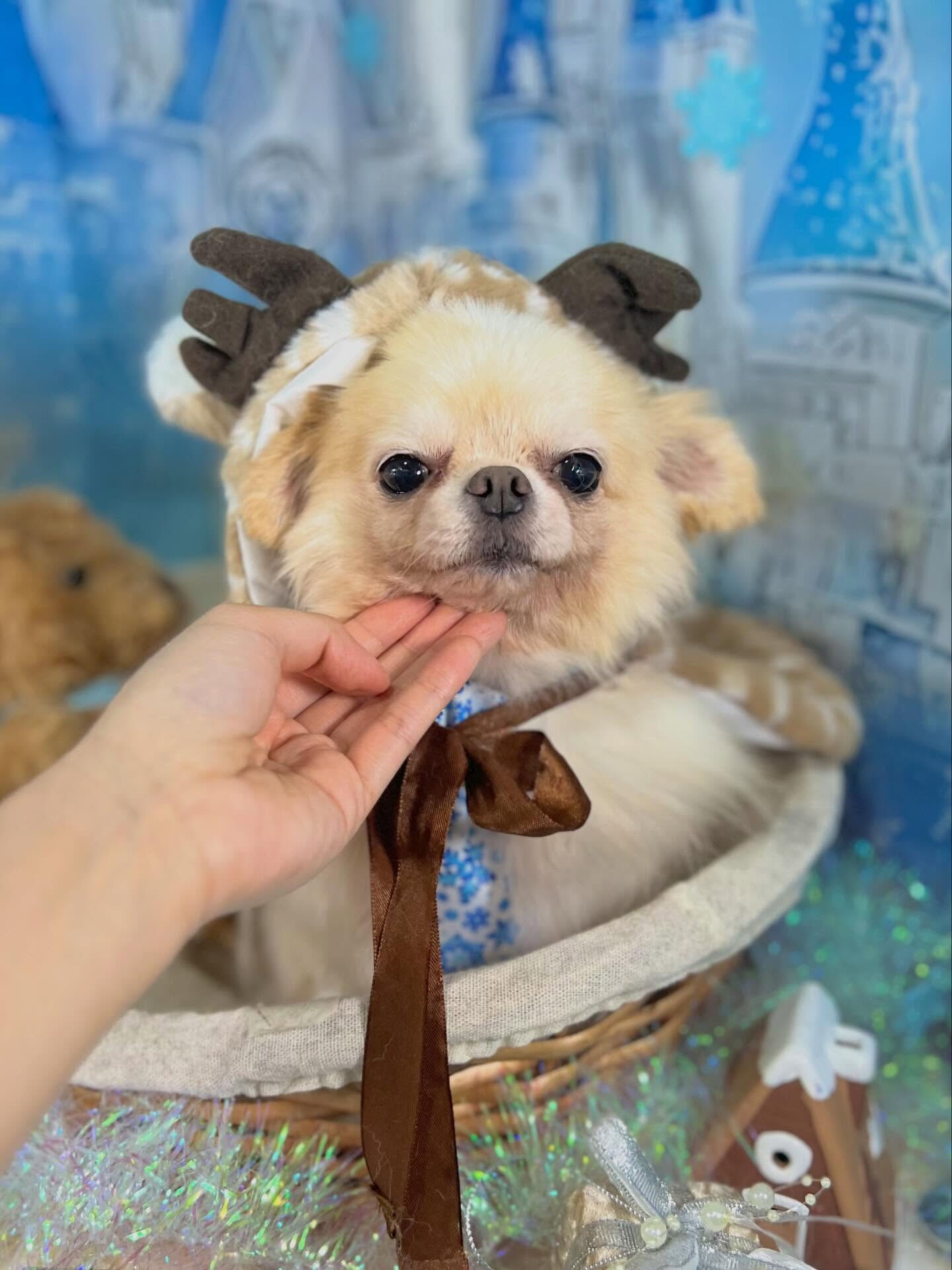 来店いただいたおもちくんです🐶✨