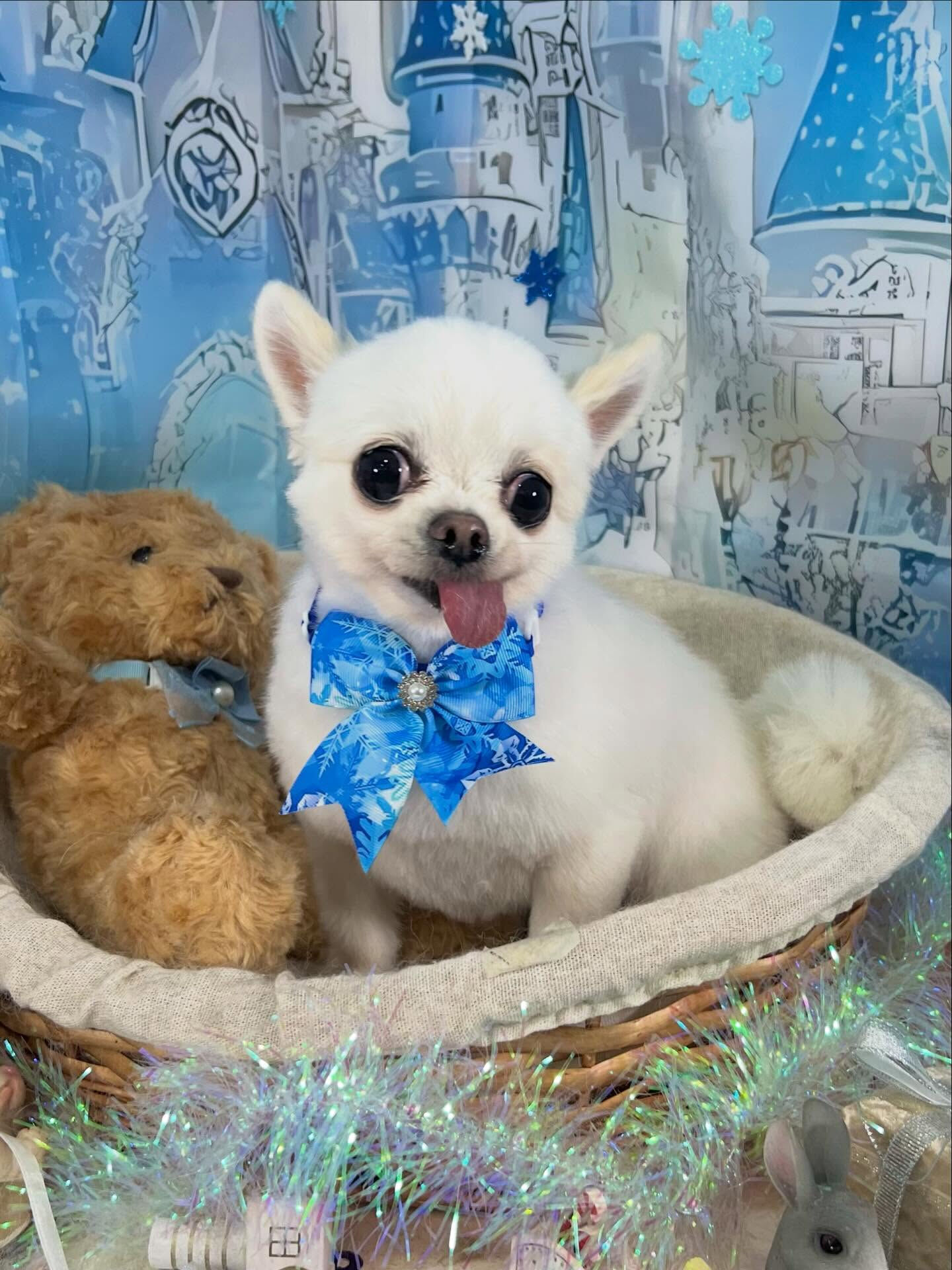 来店いただいたういちゃんです🐶✨