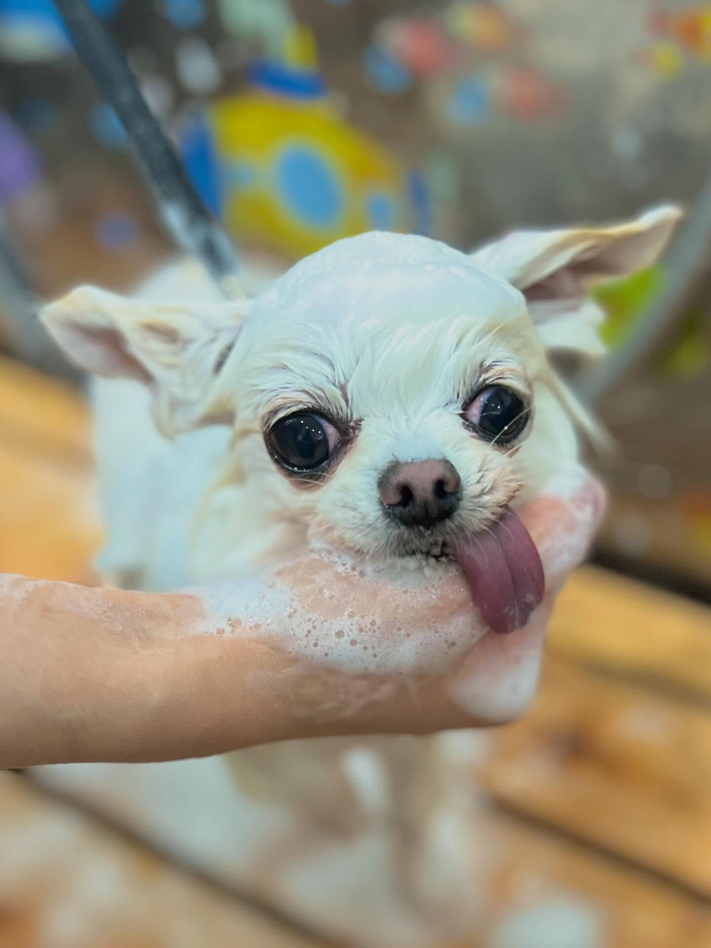 来店いただいたういちゃんです🐶✨