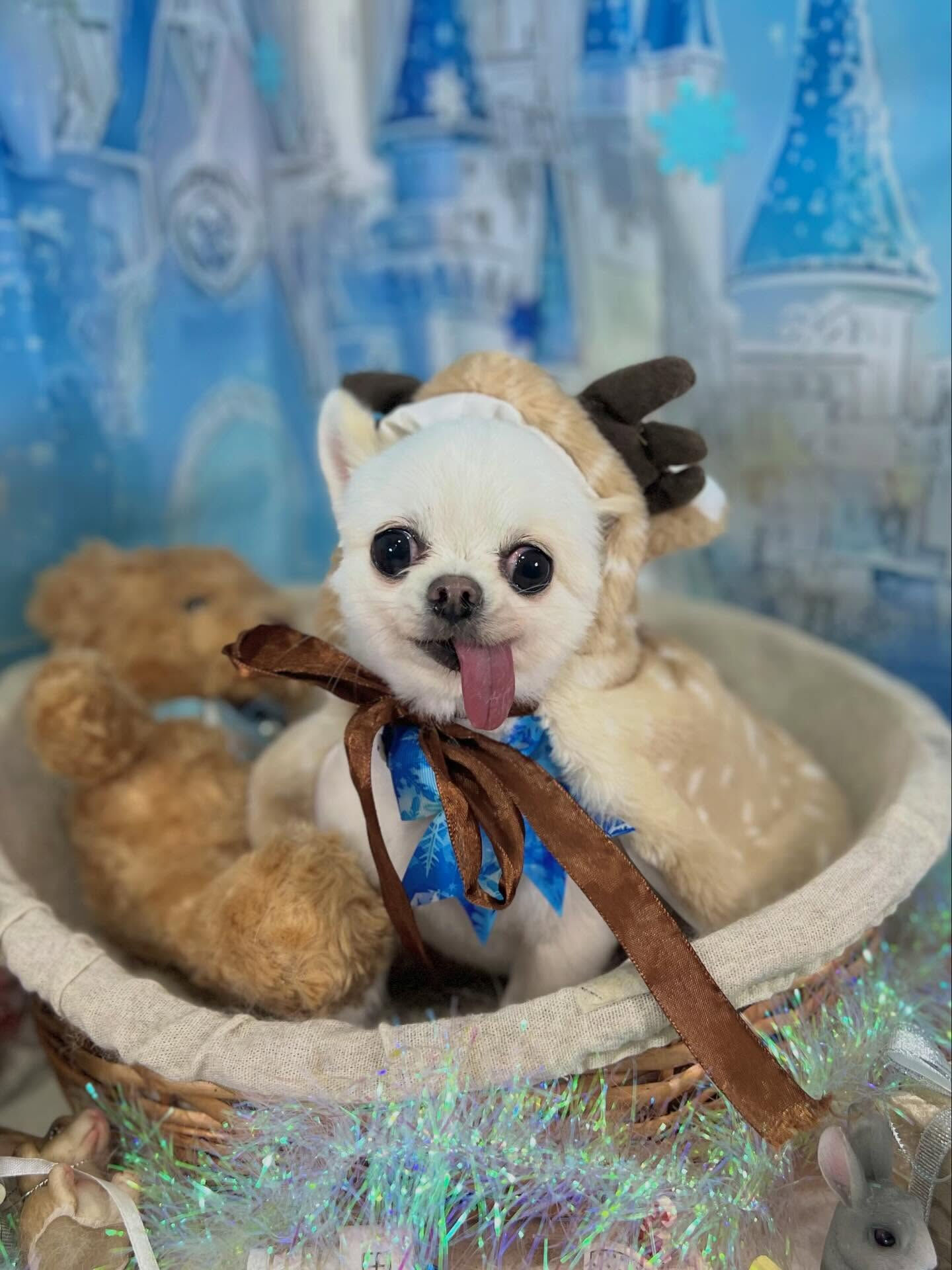 来店いただいたういちゃんです🐶✨