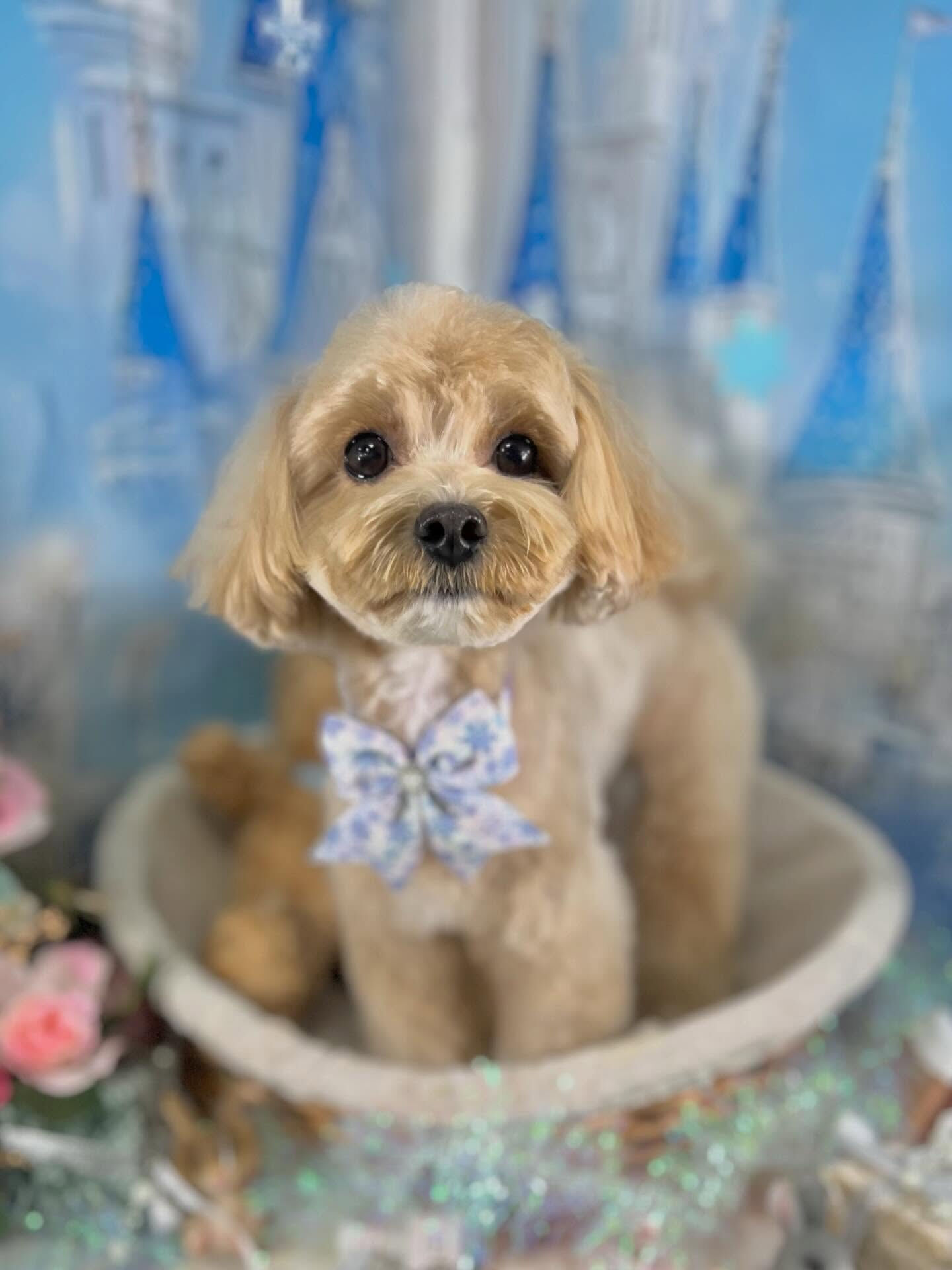 来店いただいたノアちゃんです🐶✨