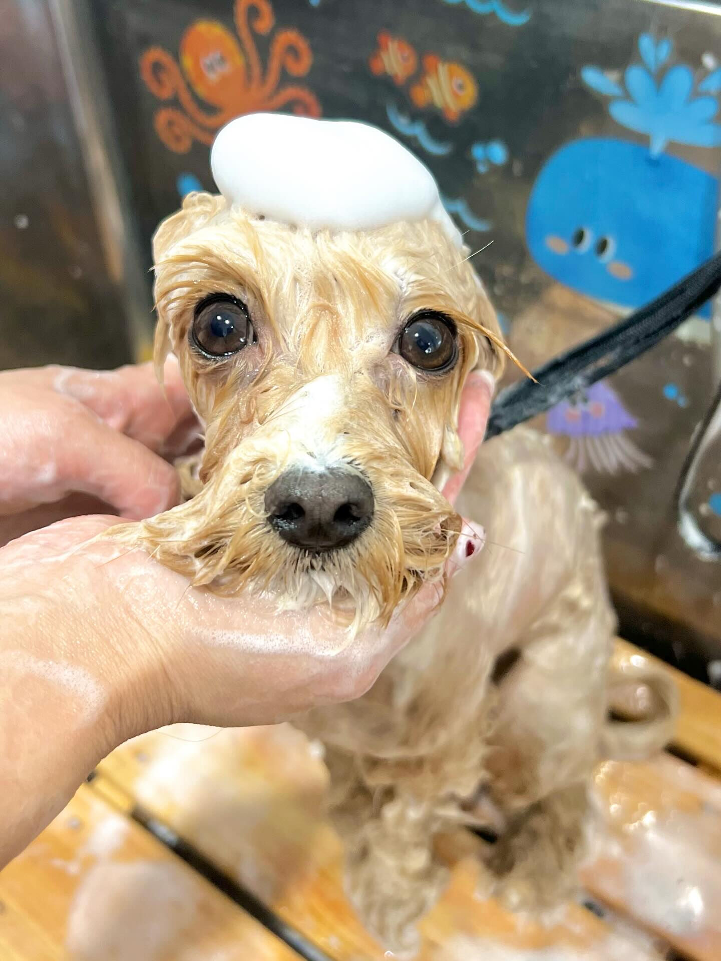 来店いただいたノアちゃんです🐶✨