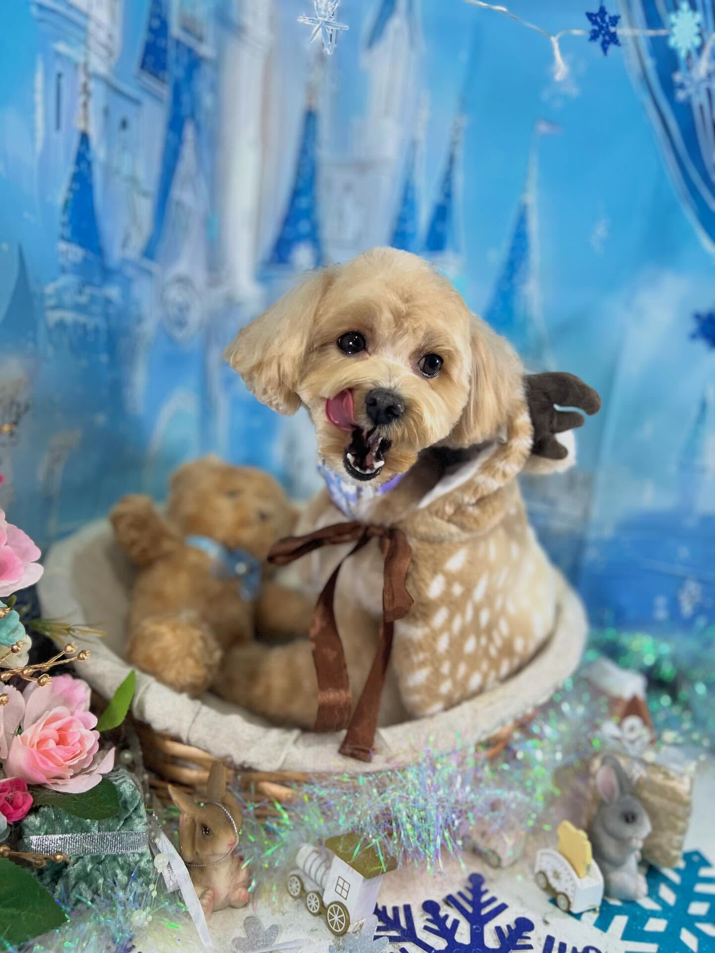 来店いただいたノアちゃんです🐶✨