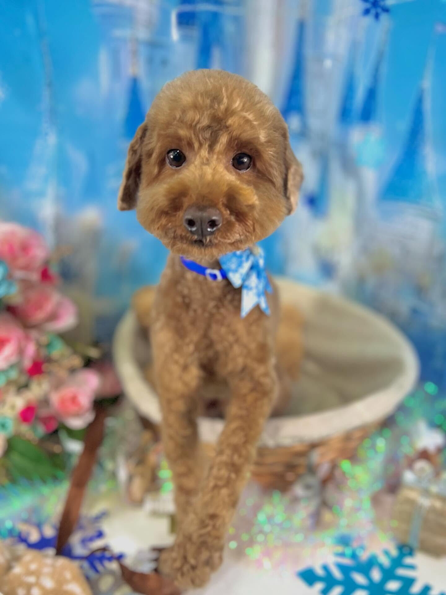 来店いただいたラヴィくんです🐶✨