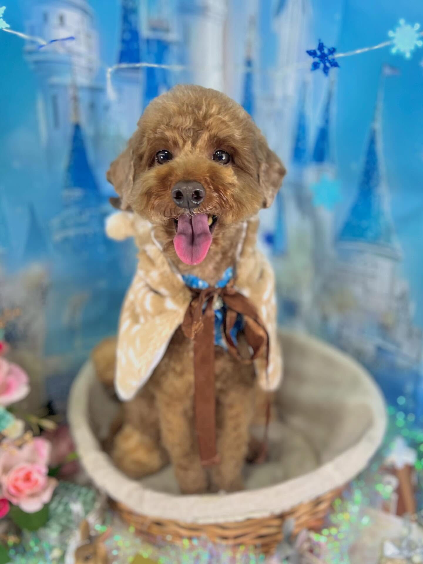 来店いただいたラヴィくんです🐶✨