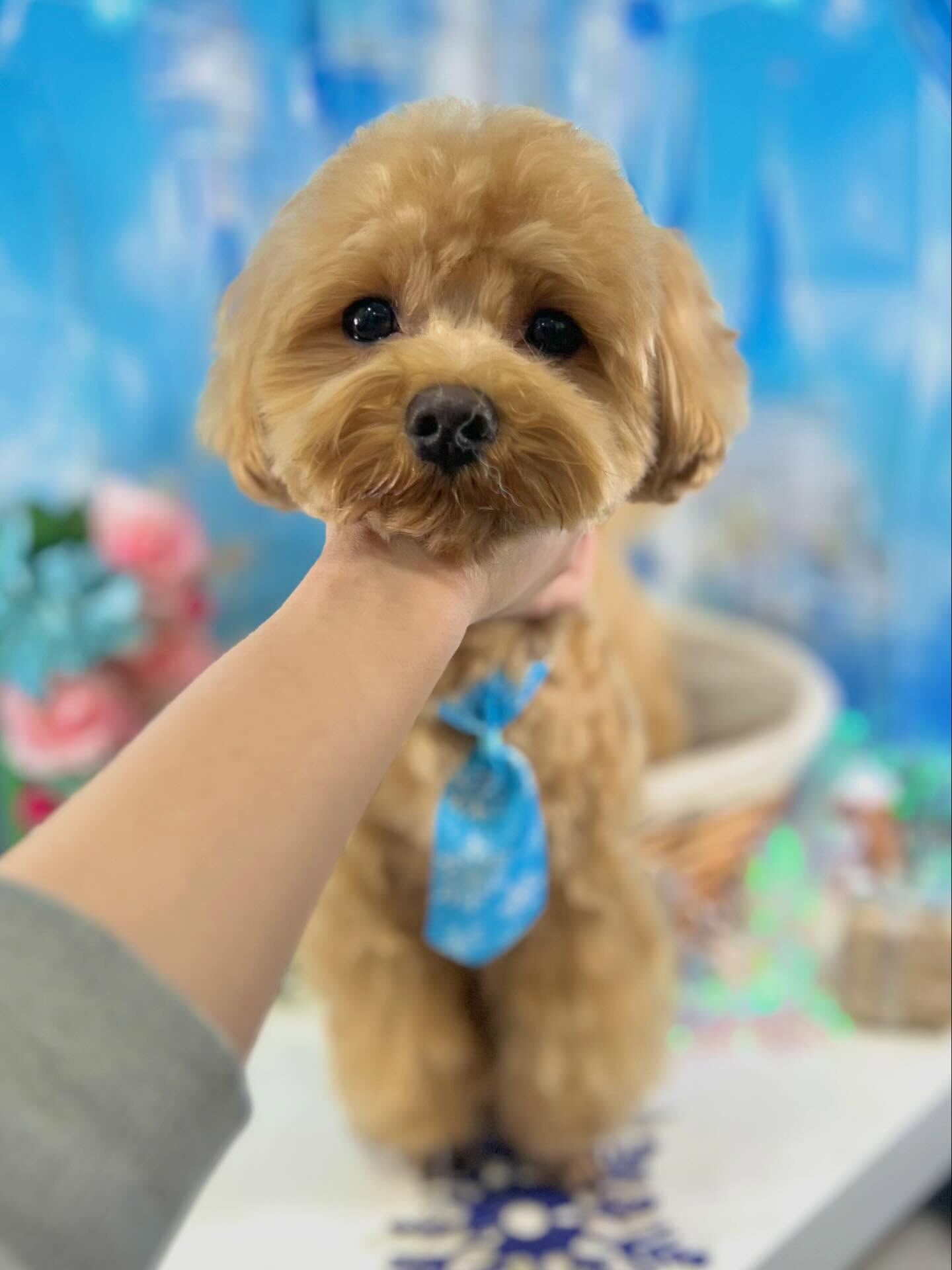 来店いただいた茶々丸くんです🐶✨