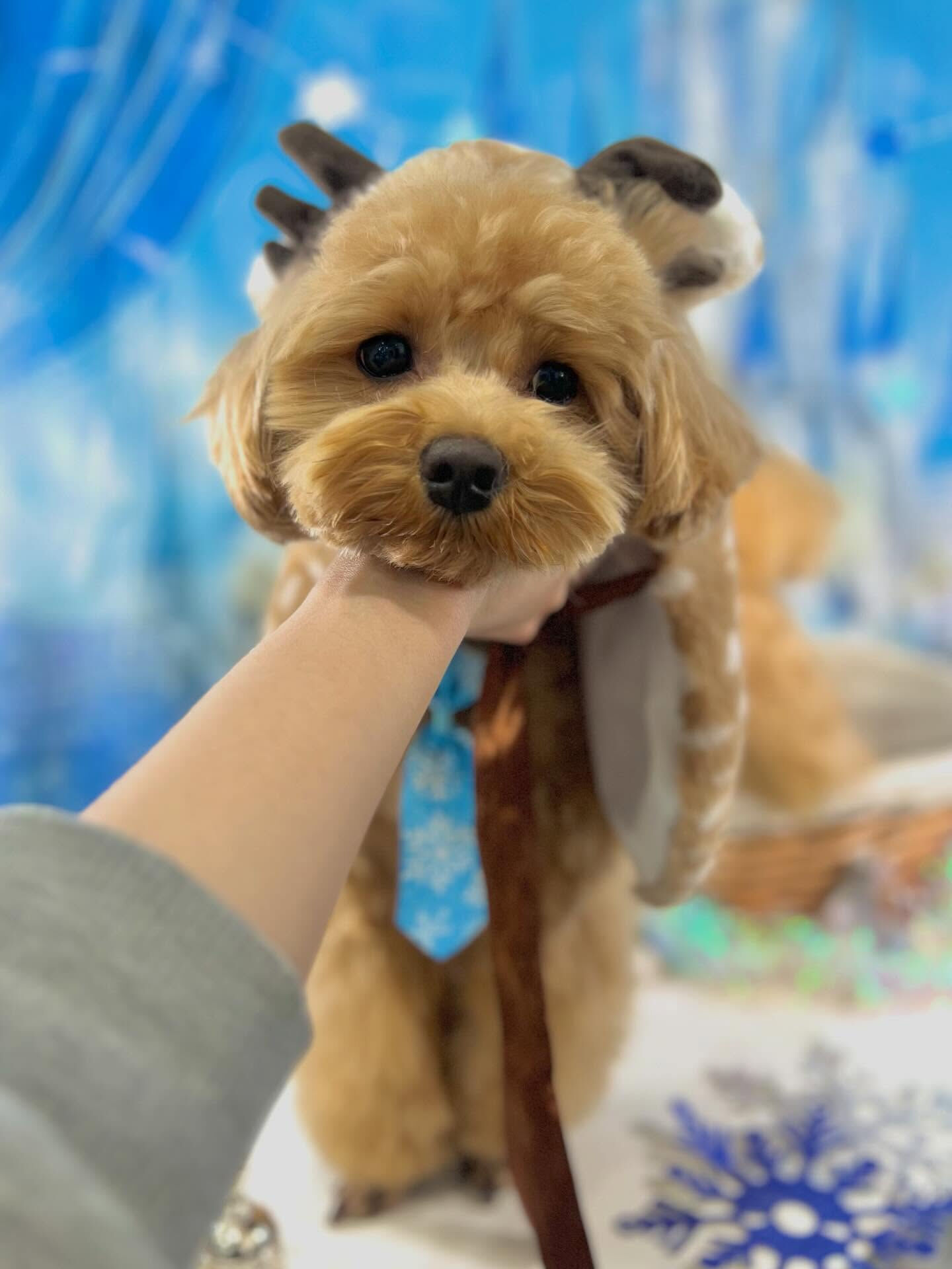 来店いただいた茶々丸くんです🐶✨