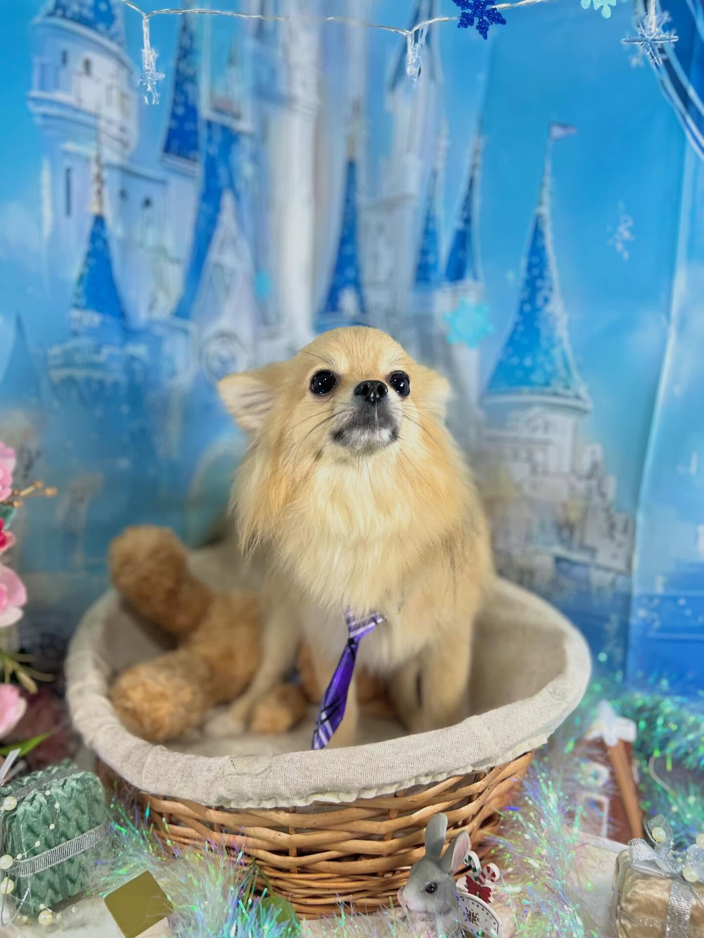 来店いただいたもちのすけくんです🐶✨