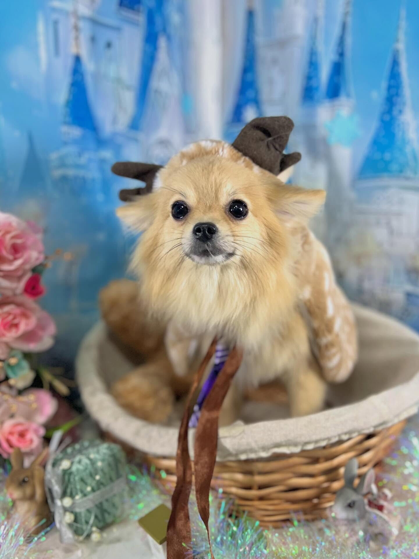 来店いただいたもちのすけくんです🐶✨