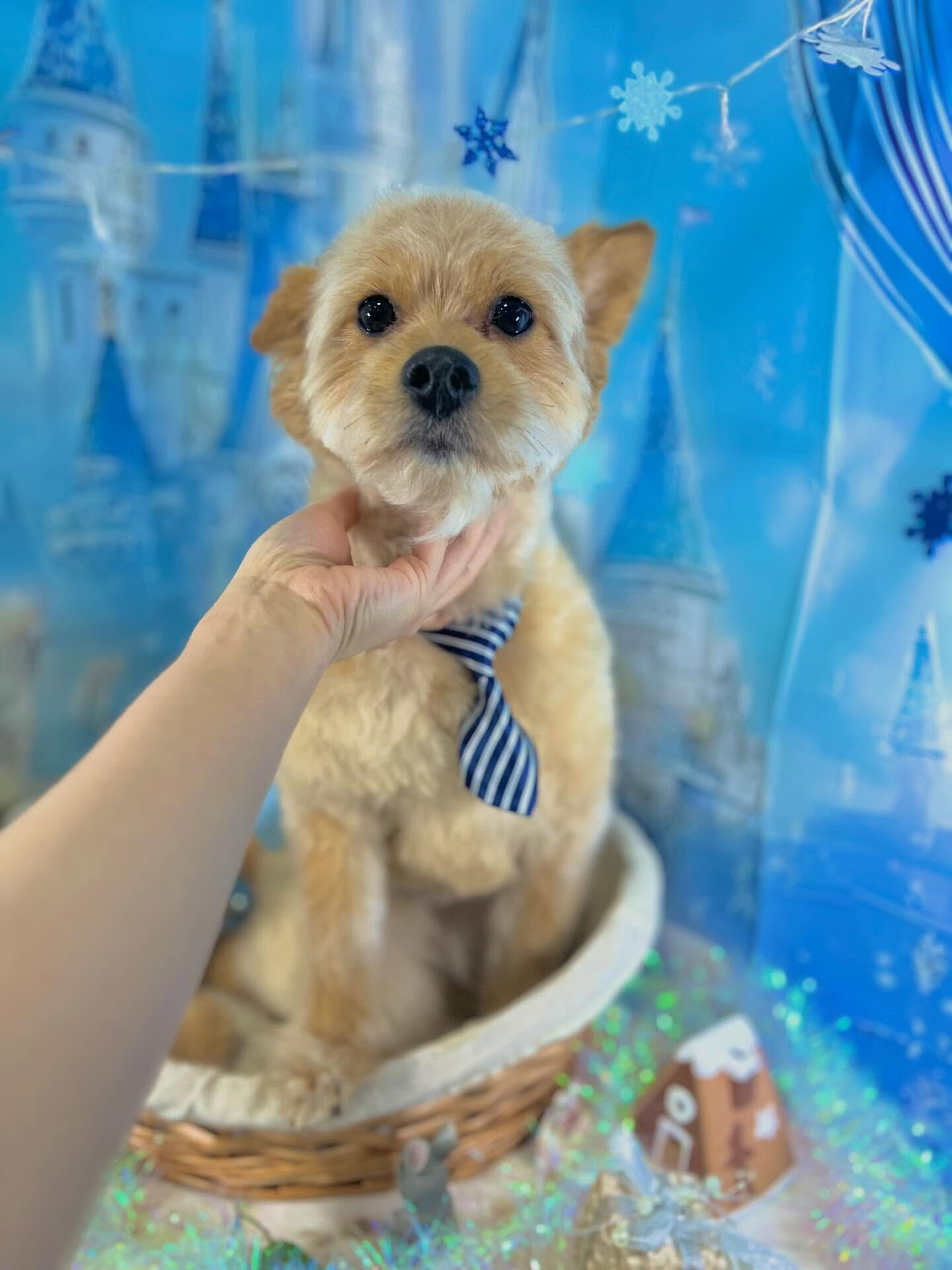 来店いただいたあきくんです🐶✨