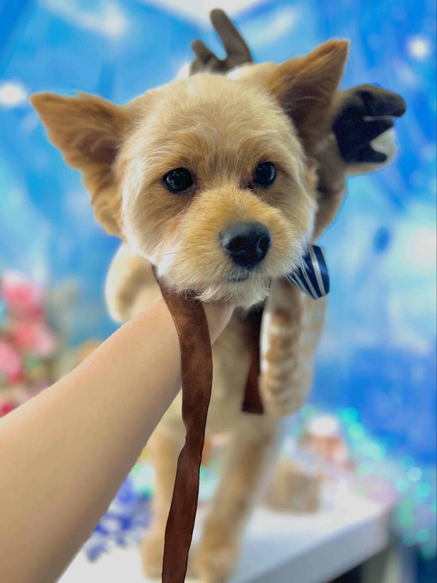 来店いただいたあきくんです🐶✨