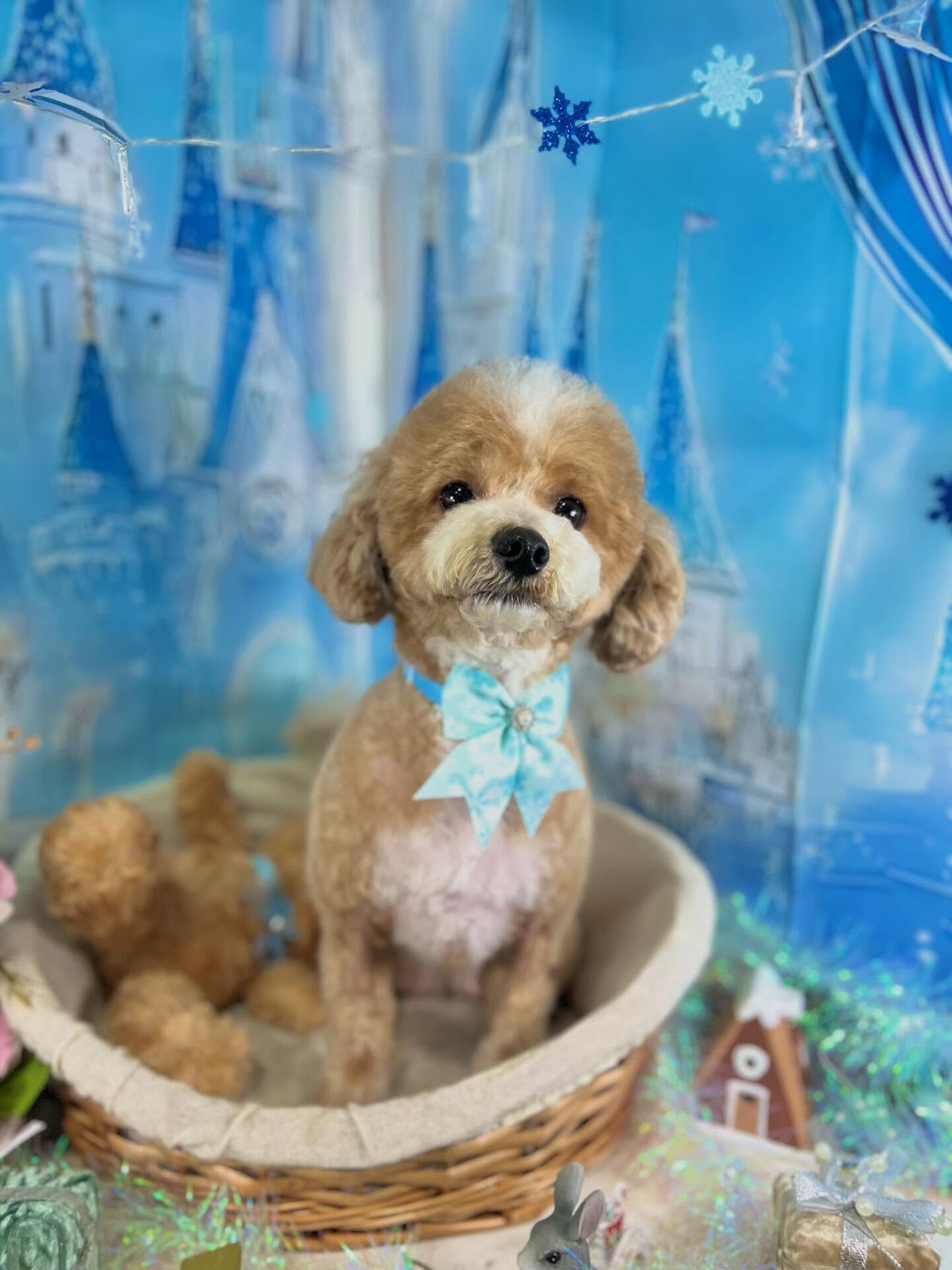 来店いただいたリリィちゃんです🐶✨
