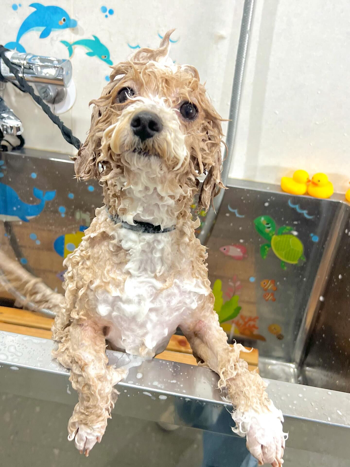 来店いただいたリリィちゃんです🐶✨