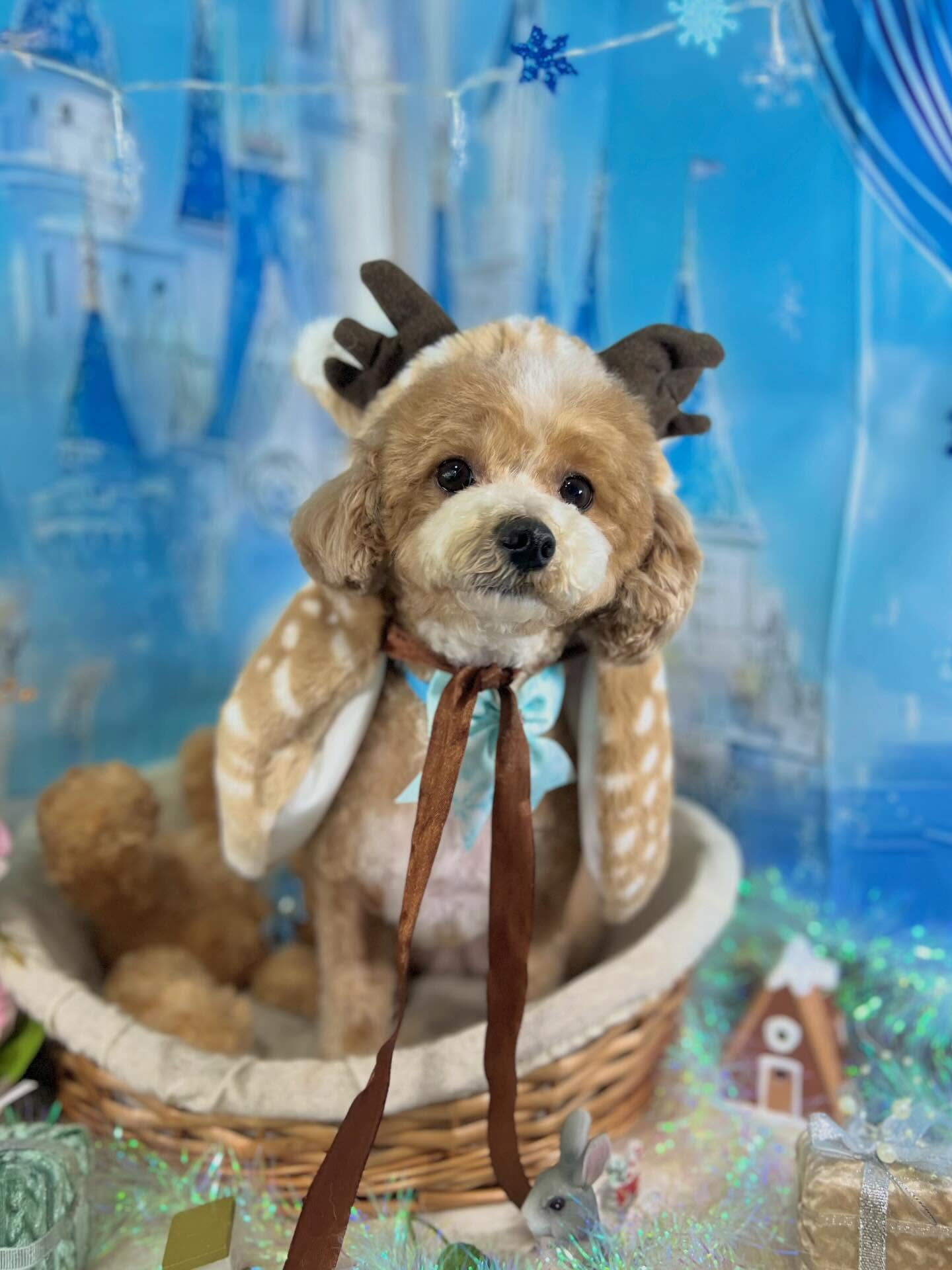 来店いただいたリリィちゃんです🐶✨